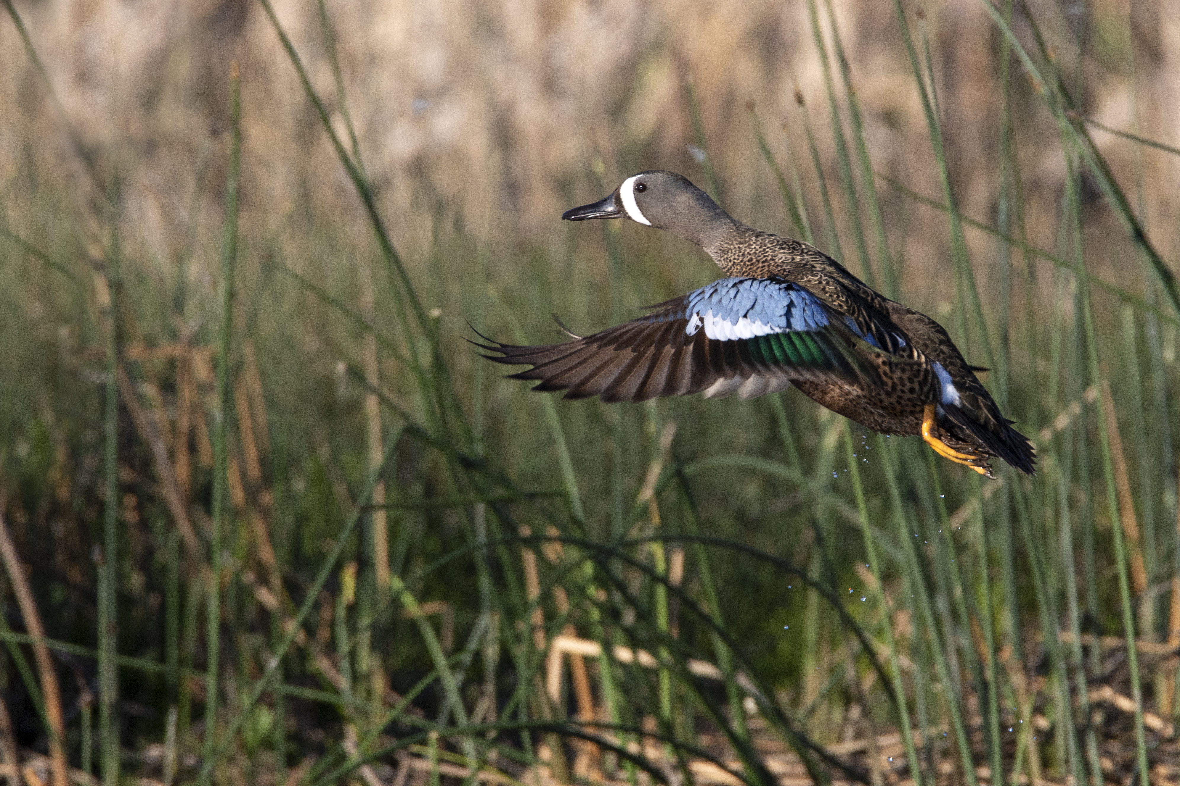 Blue-Winged Teal Take off