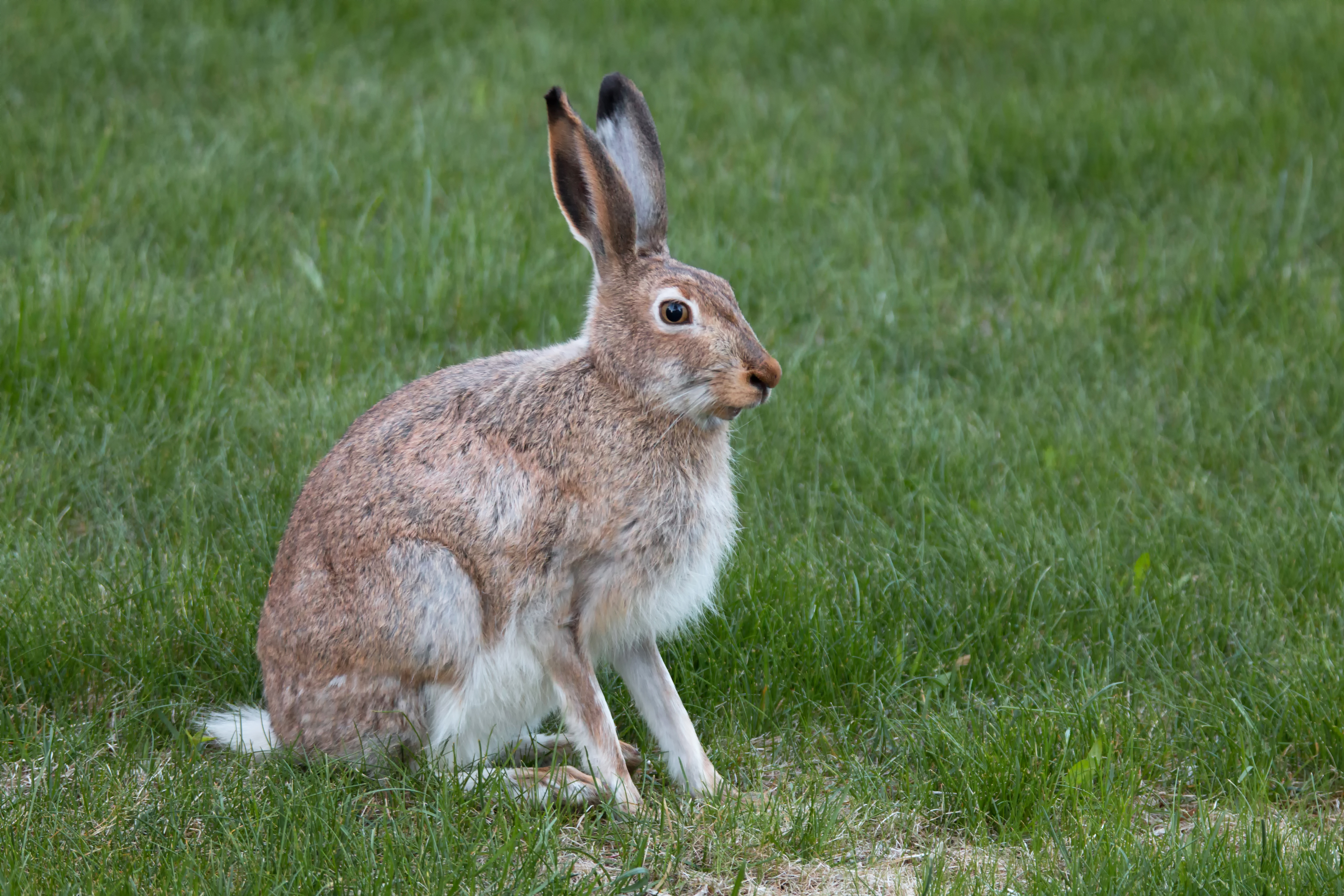 Jack Rabbit