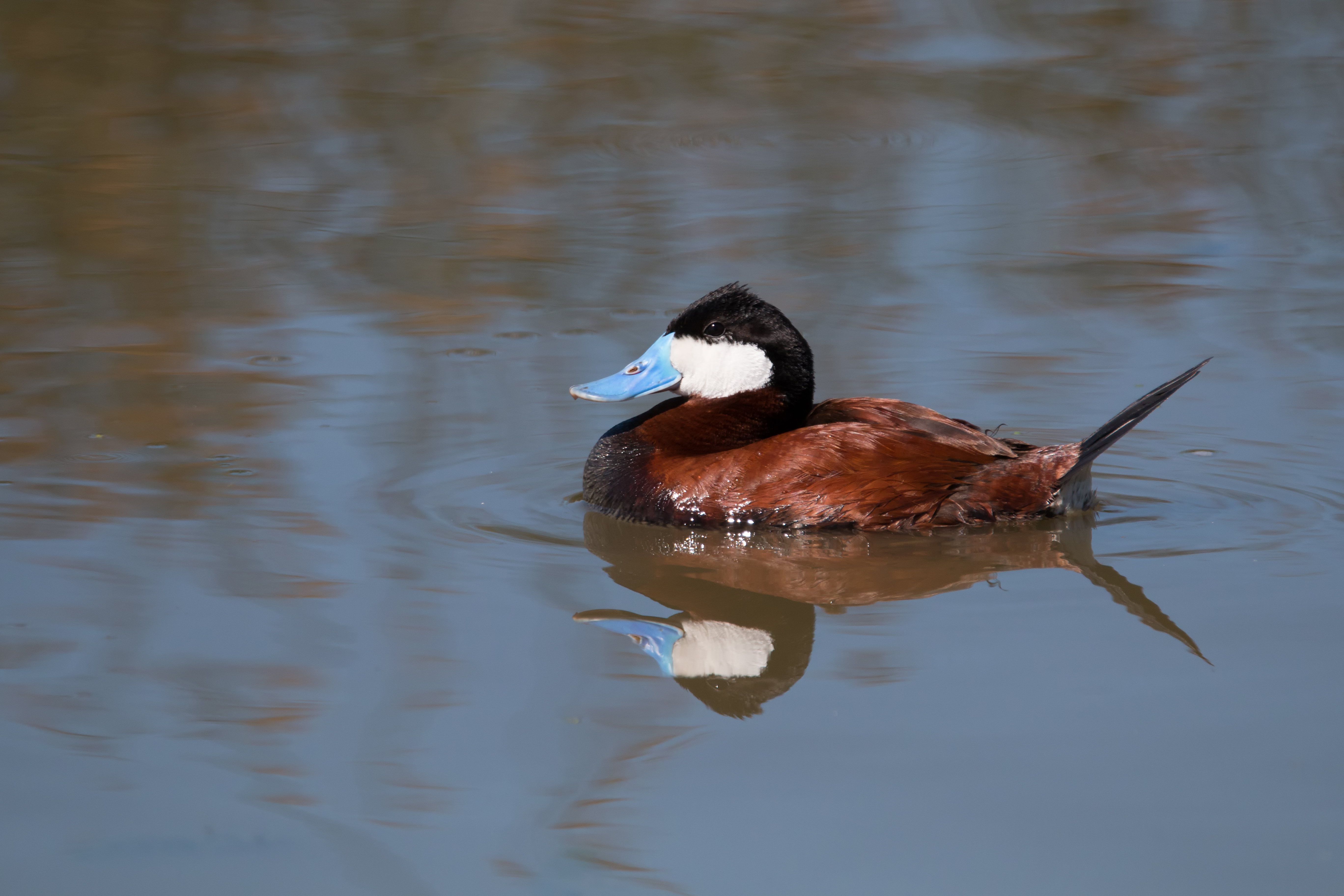 Ruddy Duck