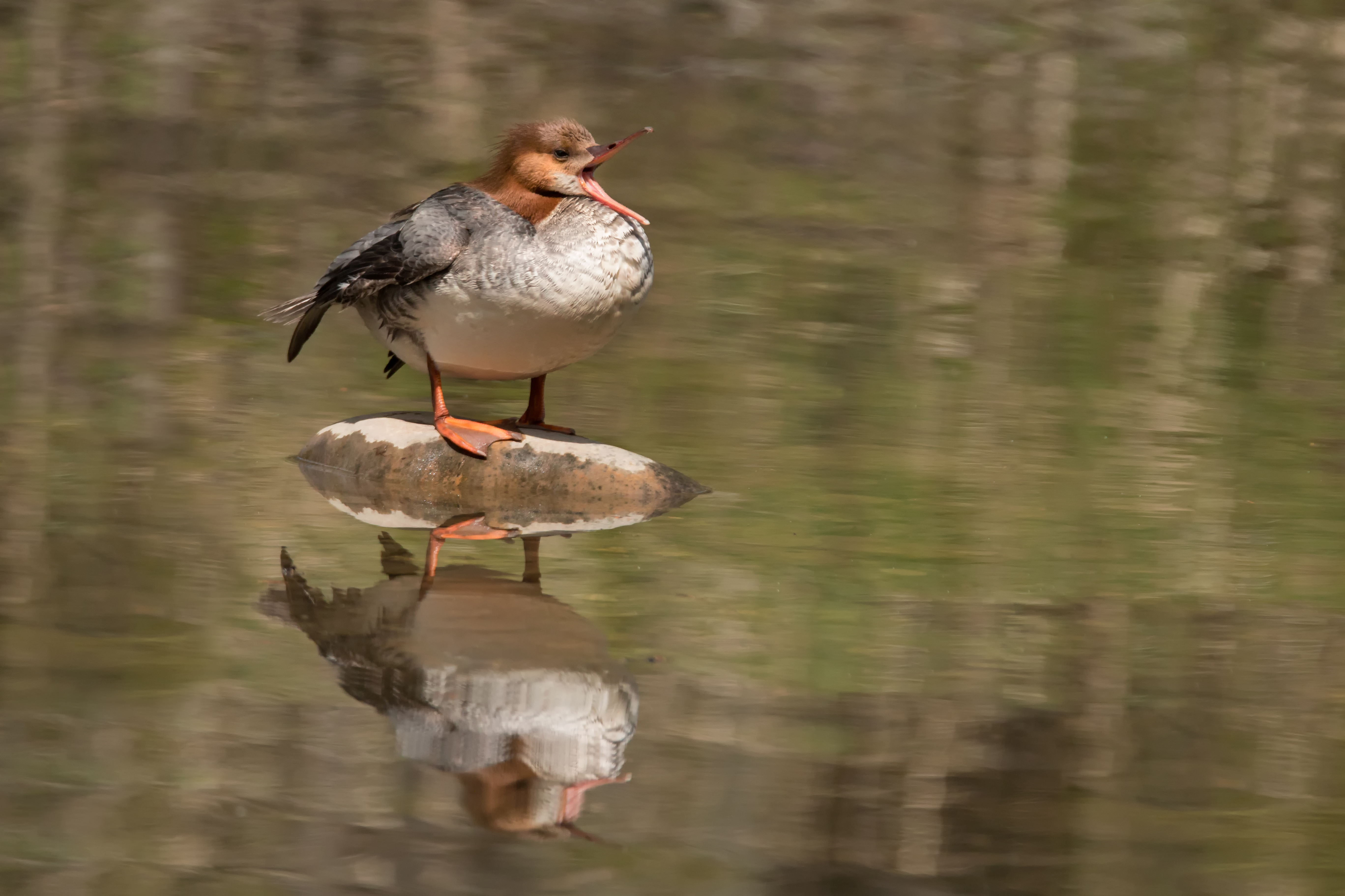 Female Merganser Yawn