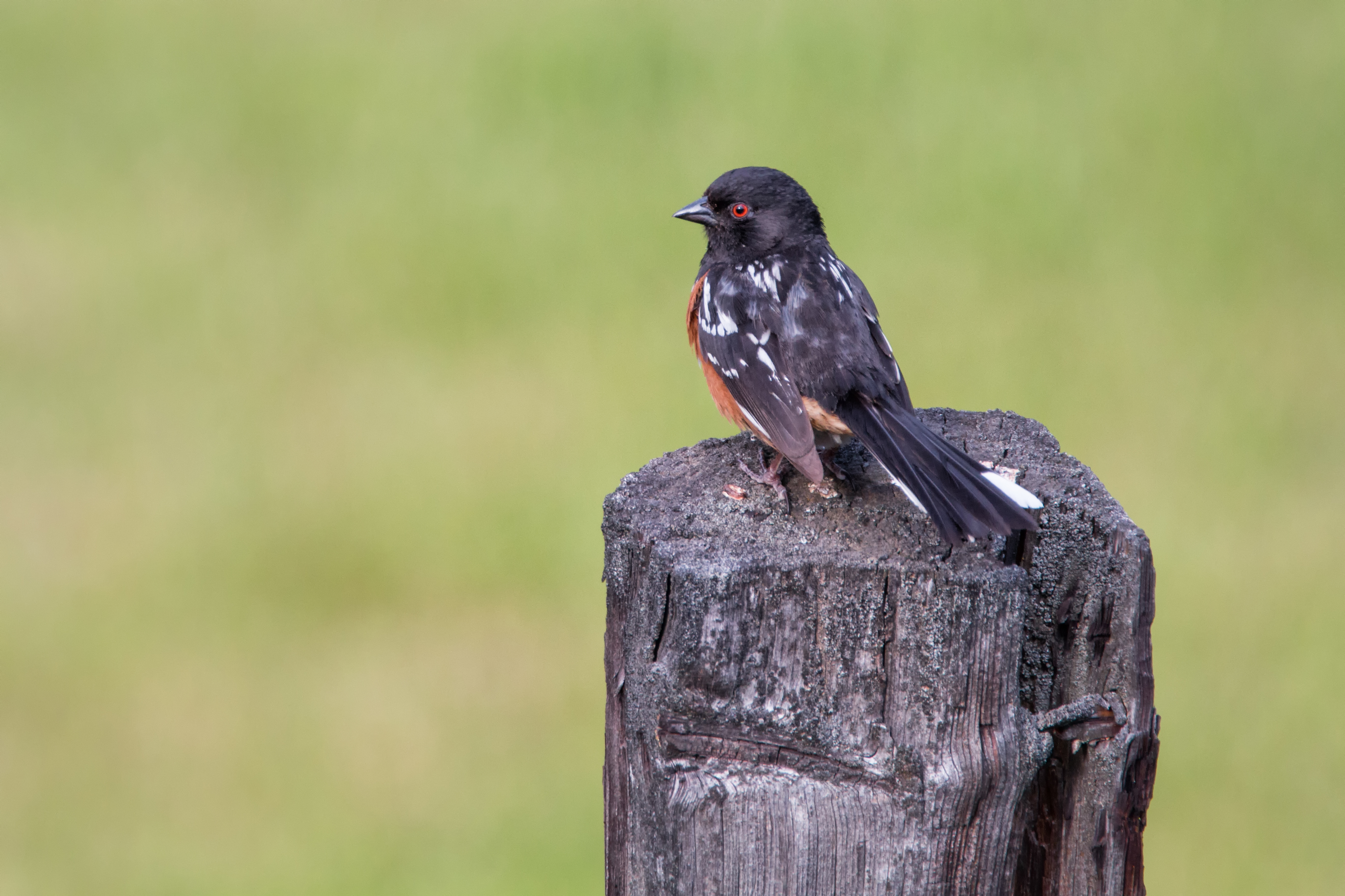 Spotted Towhee