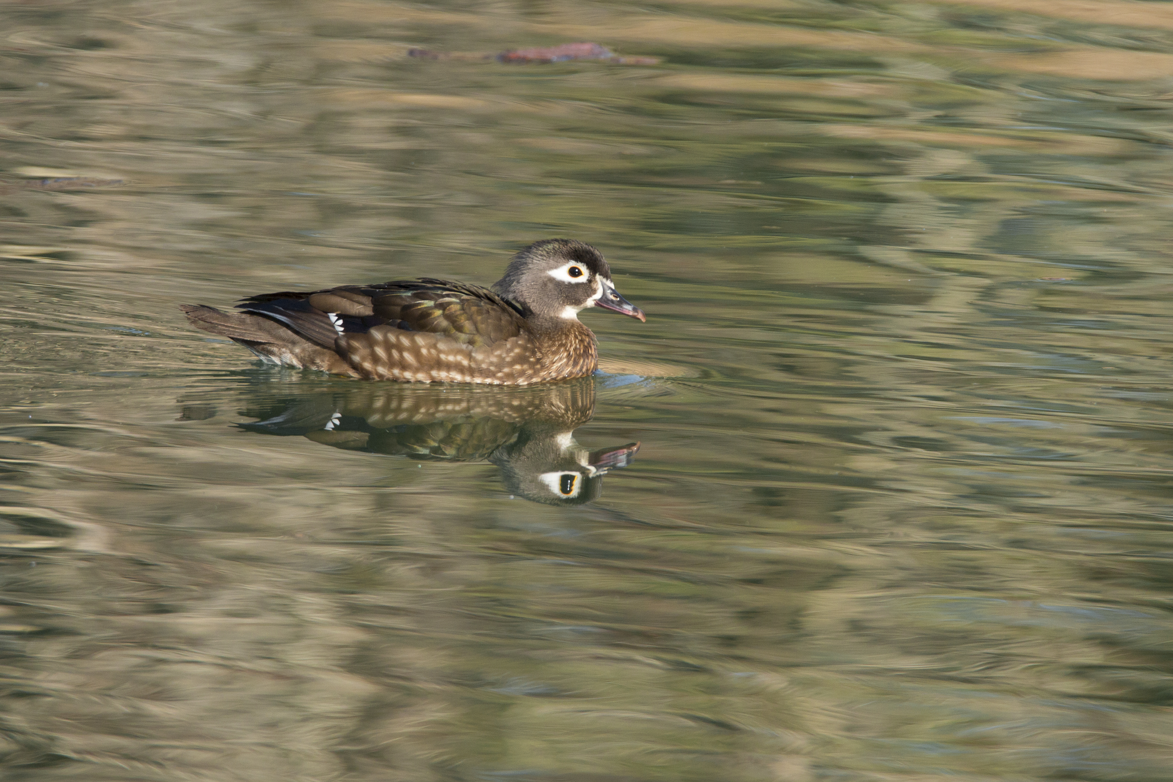 Female Wood duck