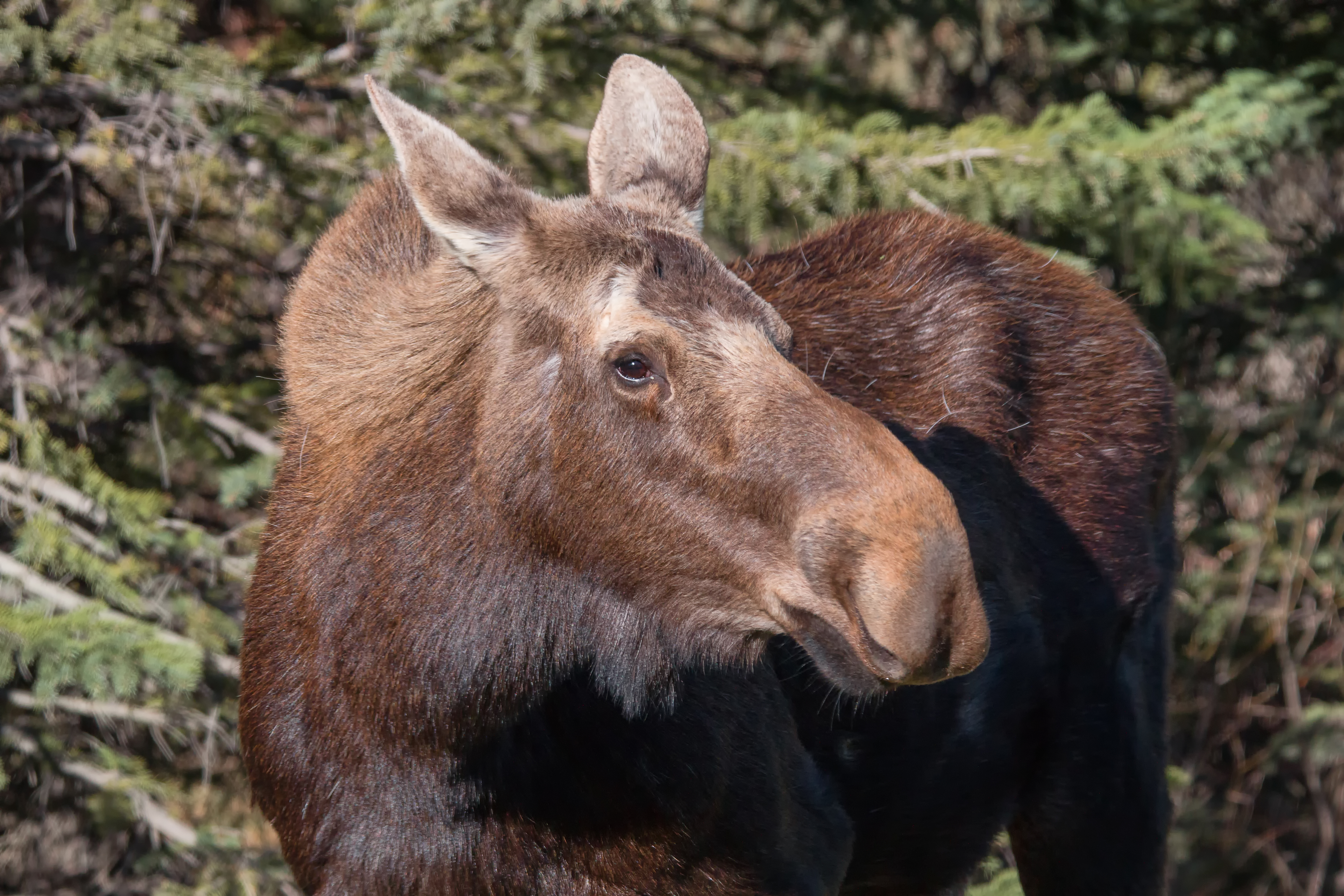 Moose Closeup