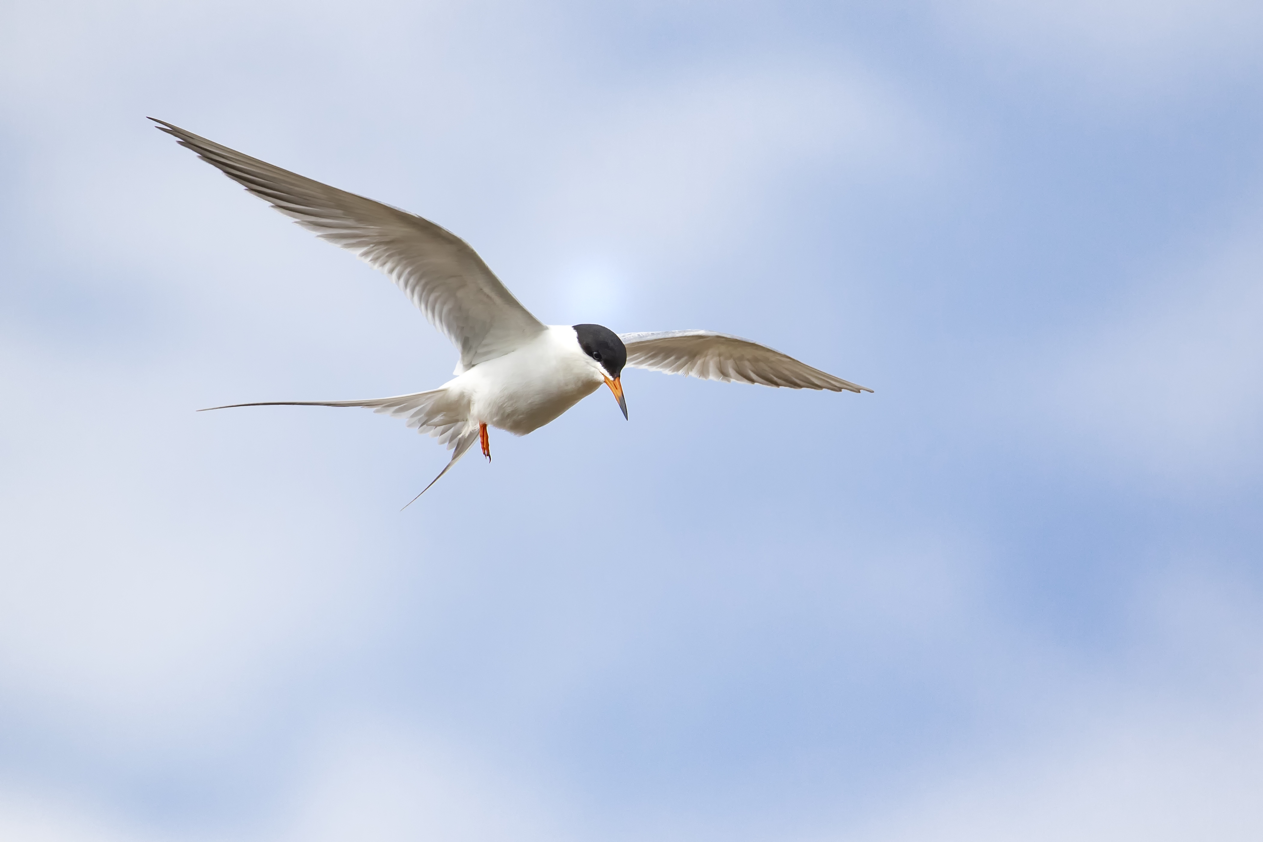 Forsters Tern