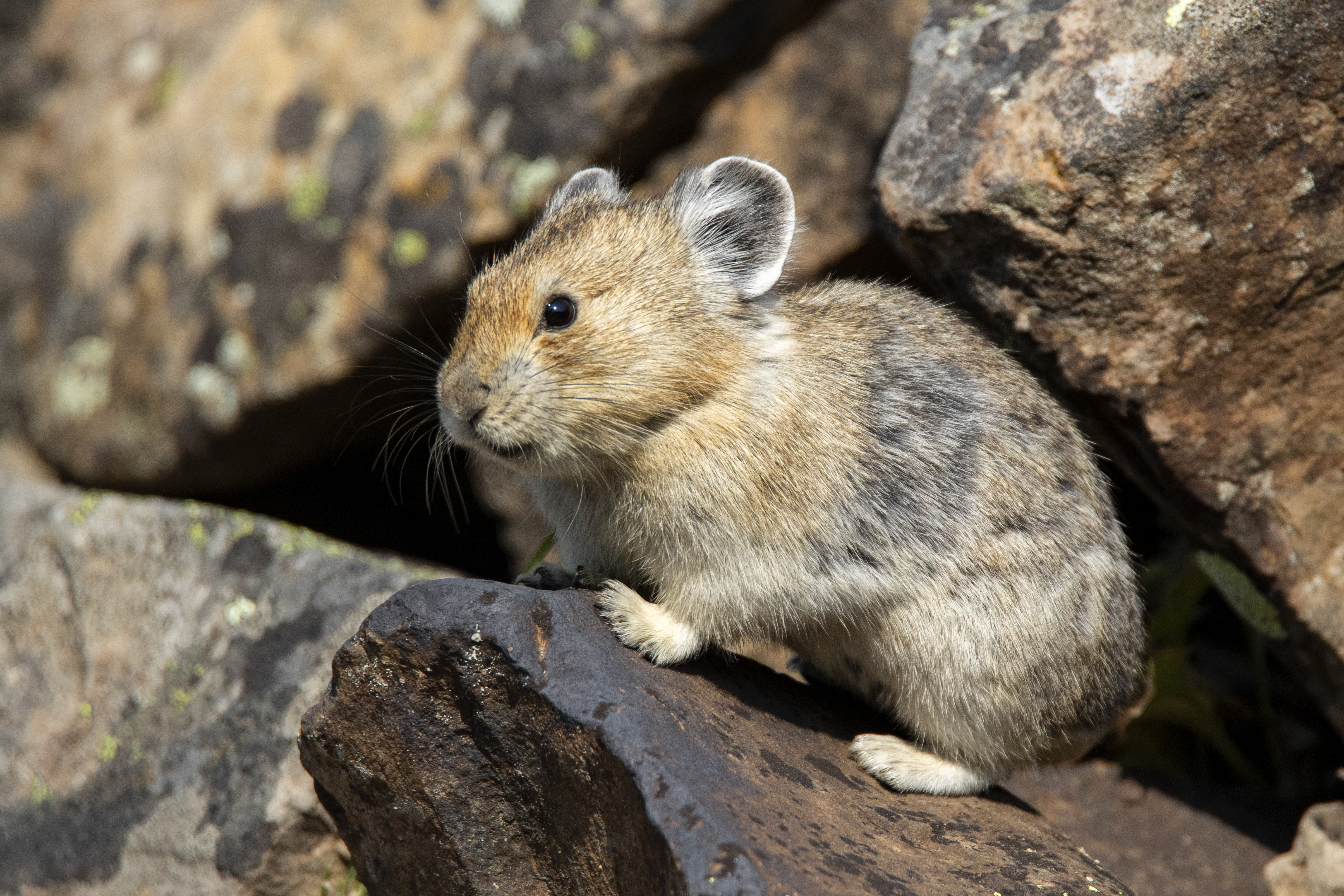 Pika