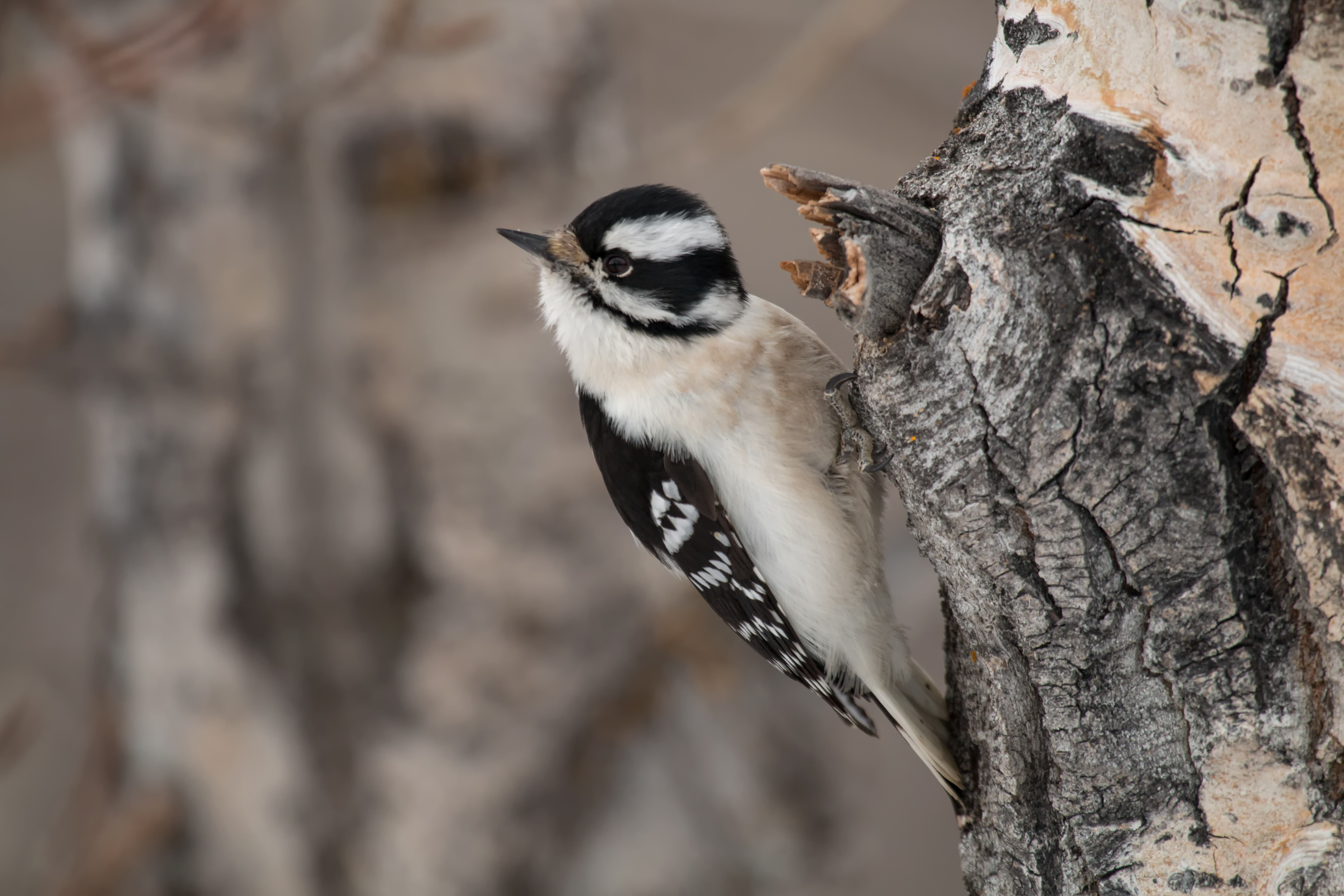 Female Downey Woodpecker