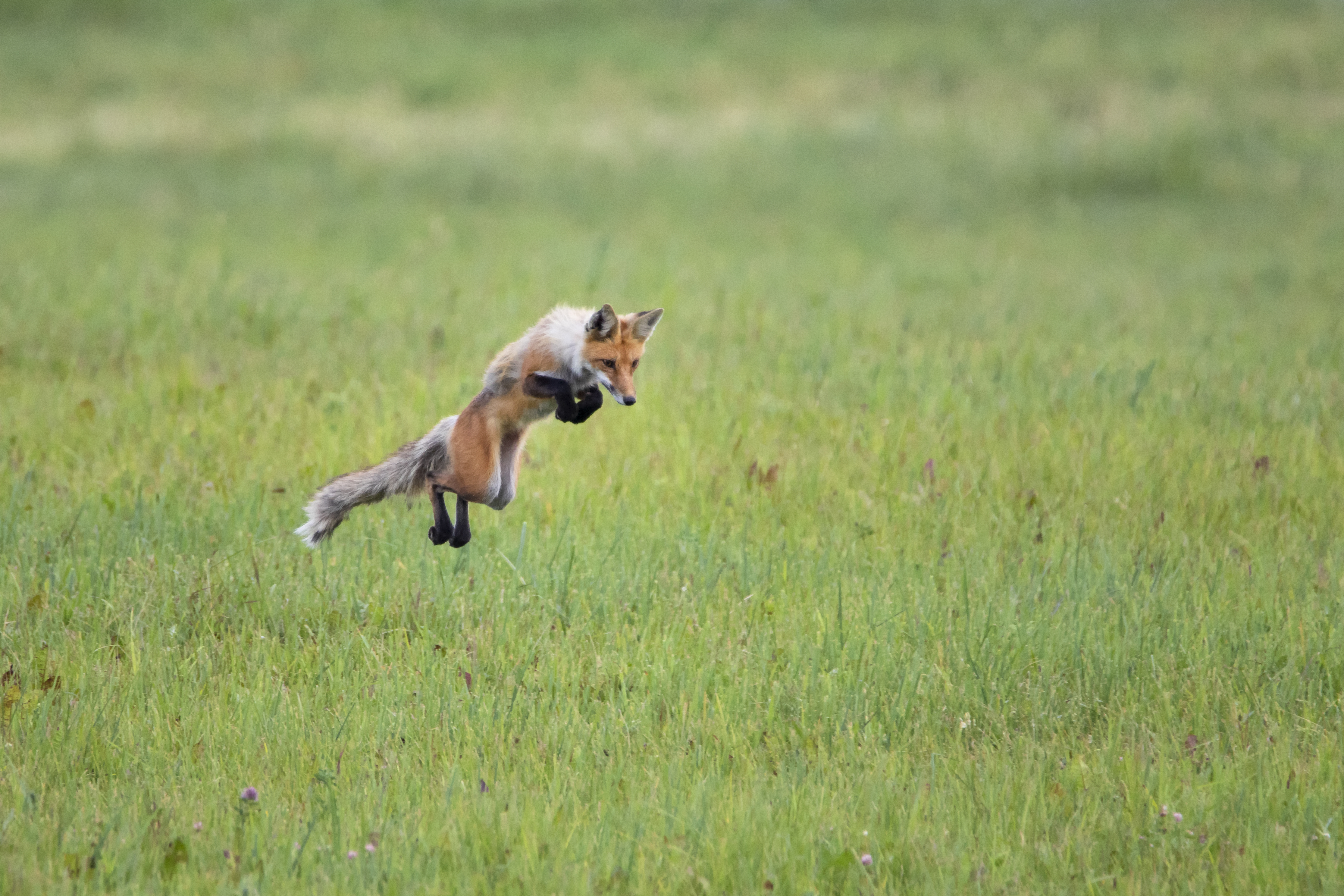 The Hunter