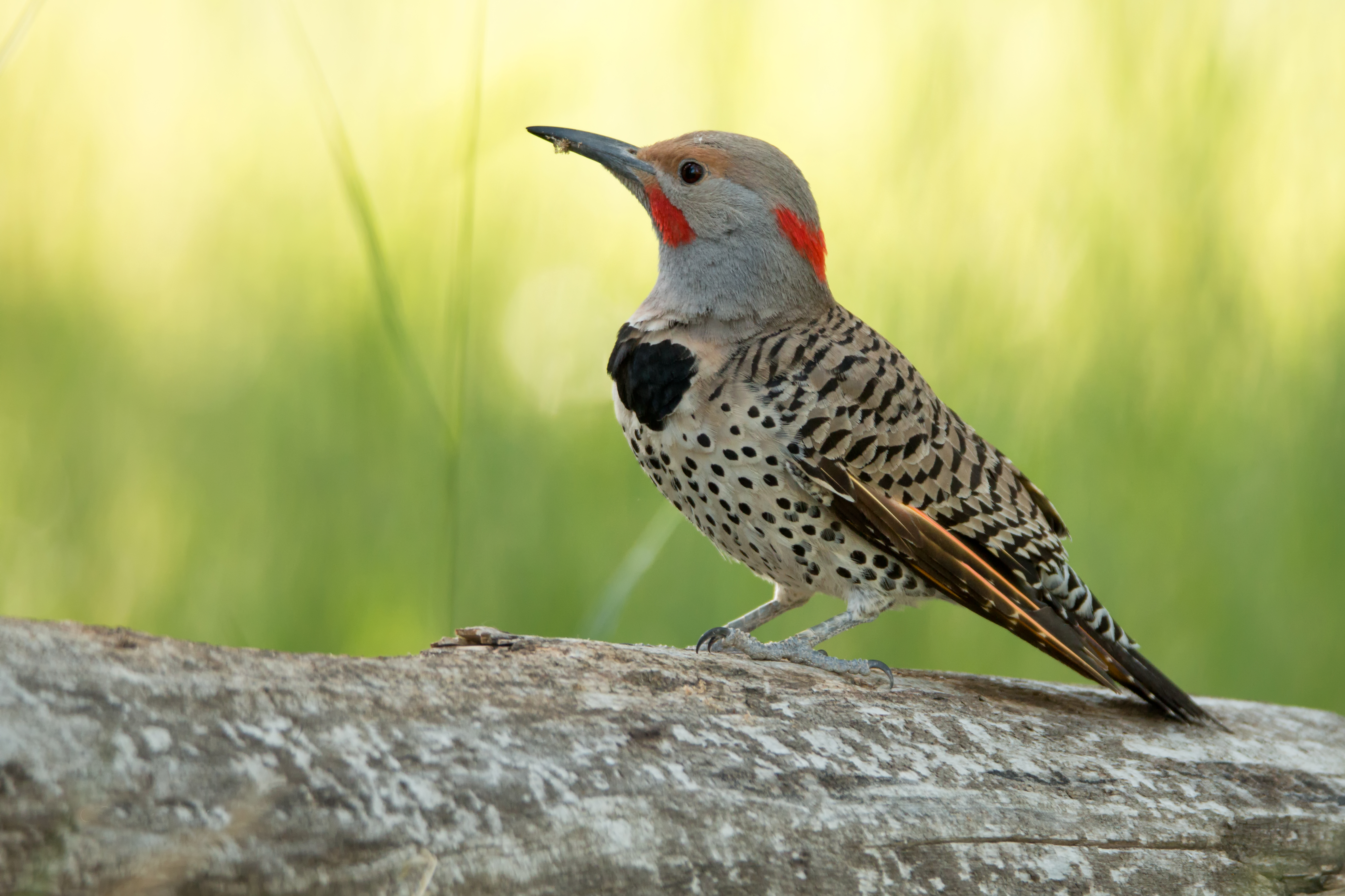 Male Northern Flicker