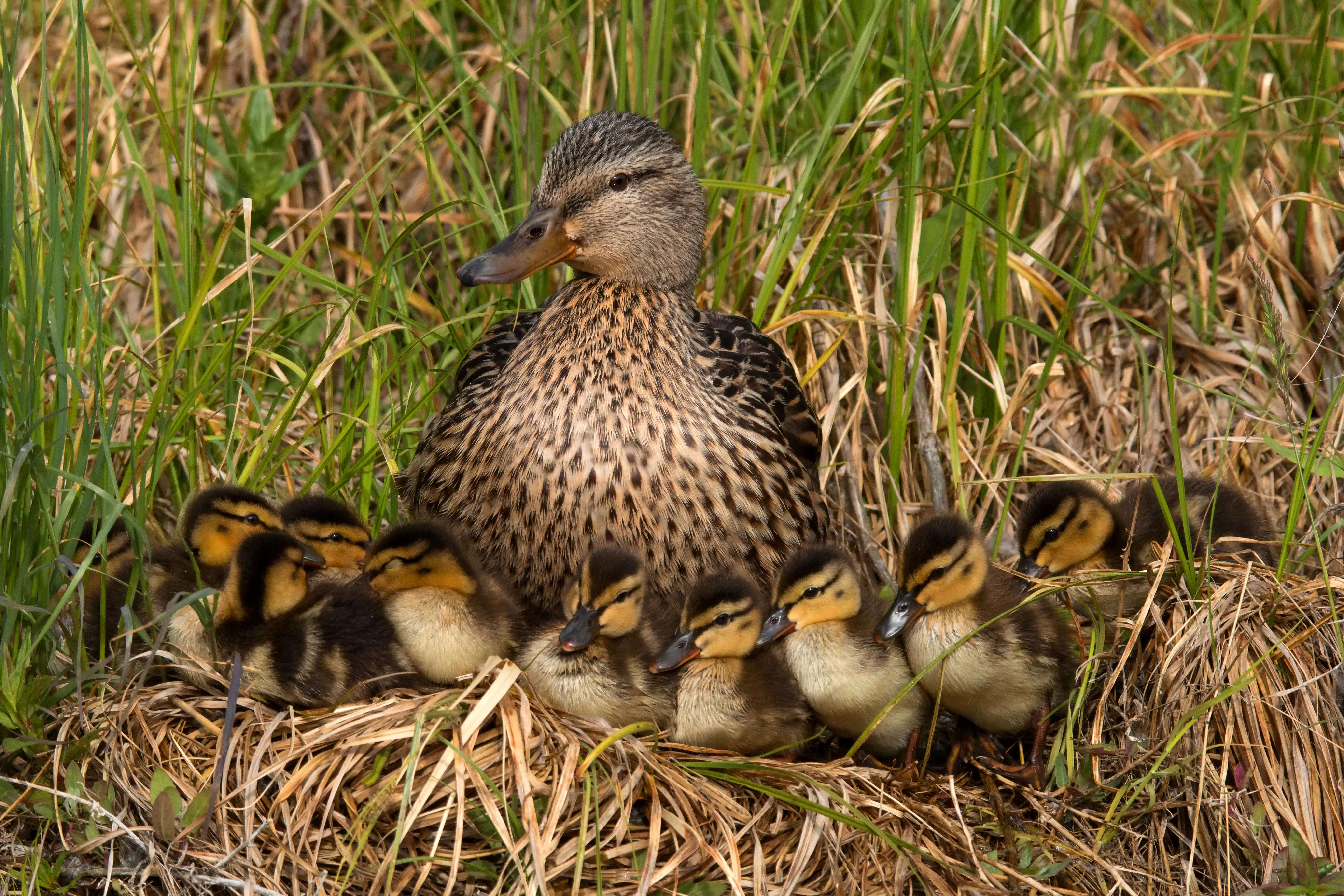 Mallard family