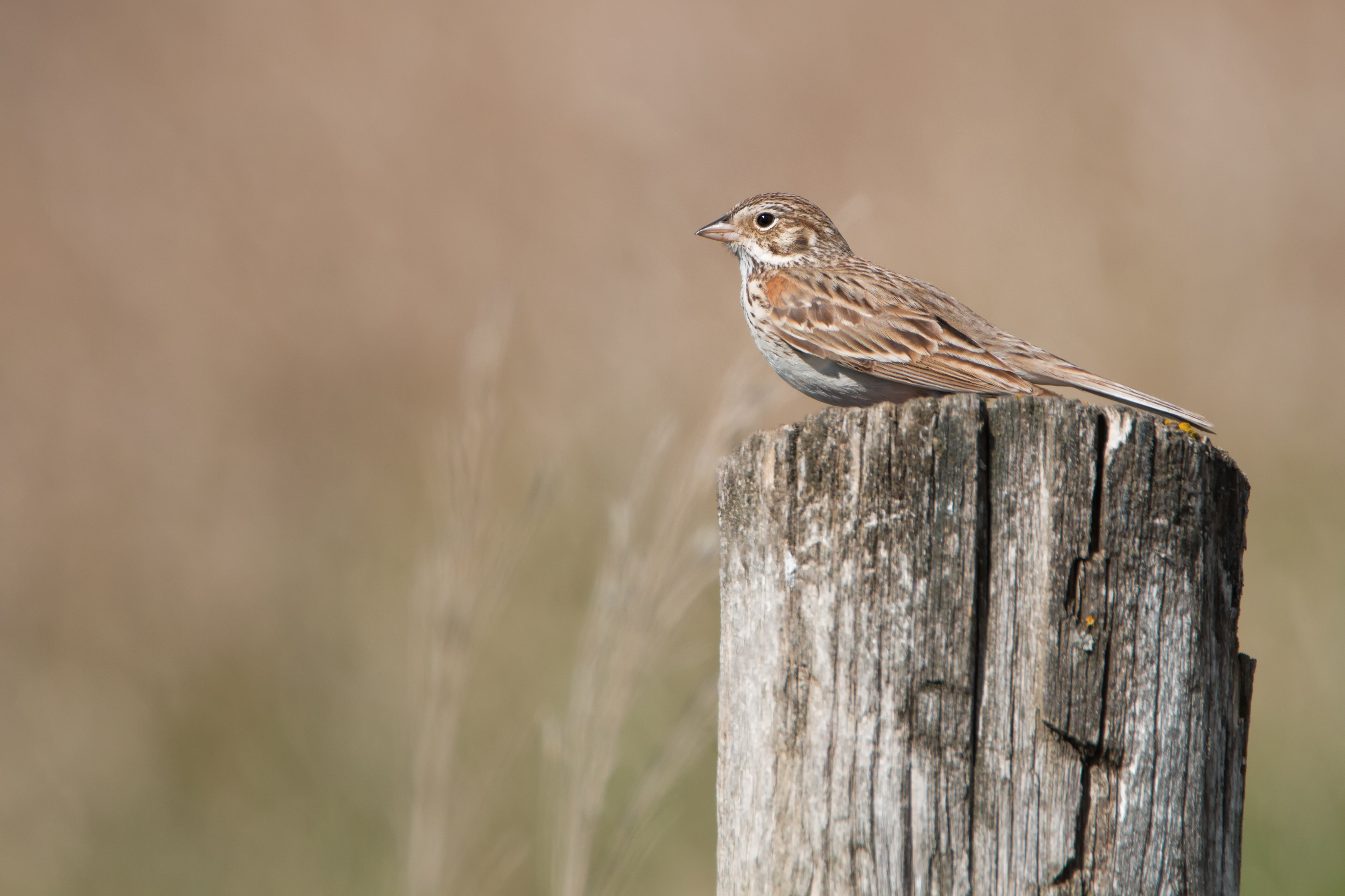 Vesper Sparrow