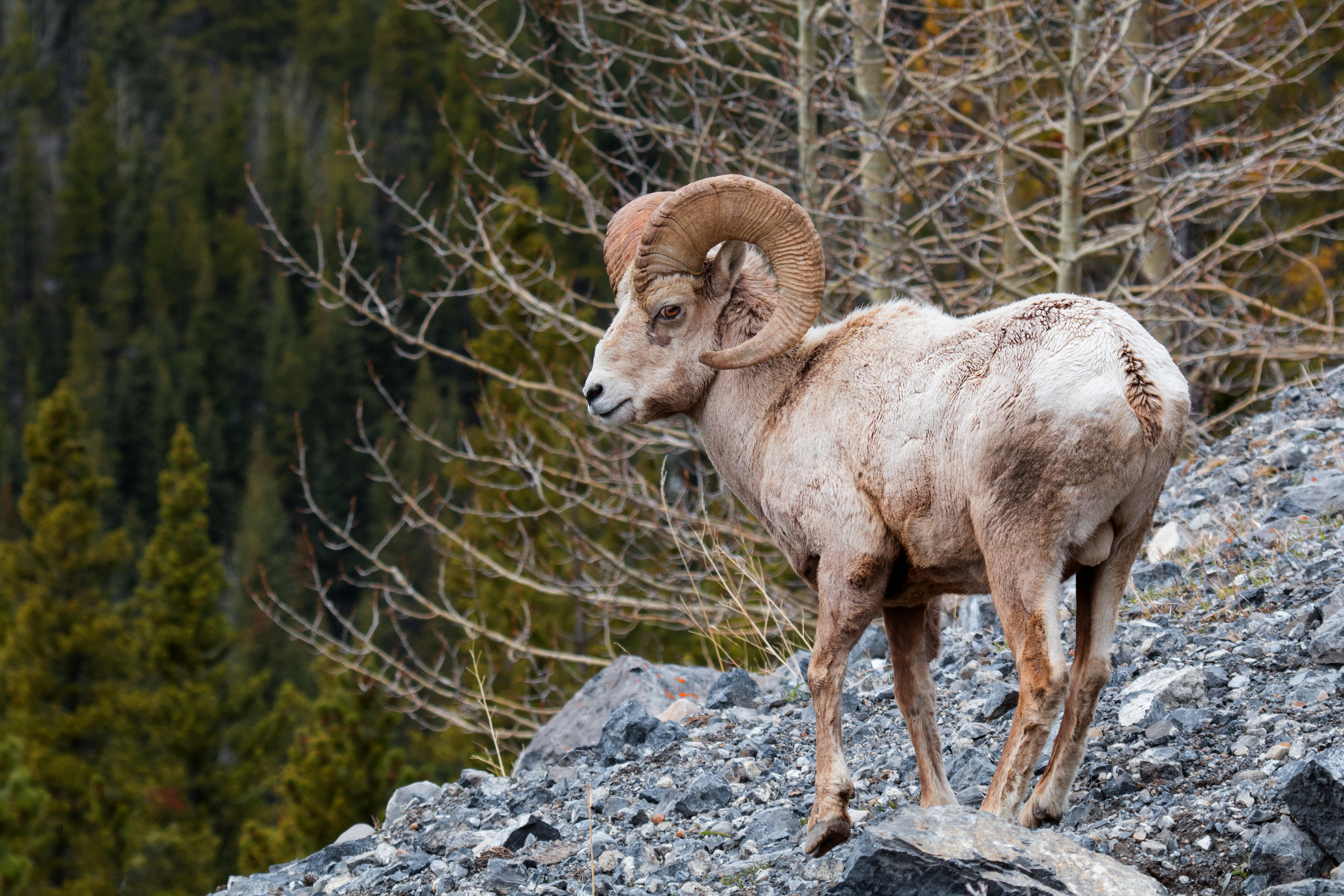 Rocky Mountain Sheep