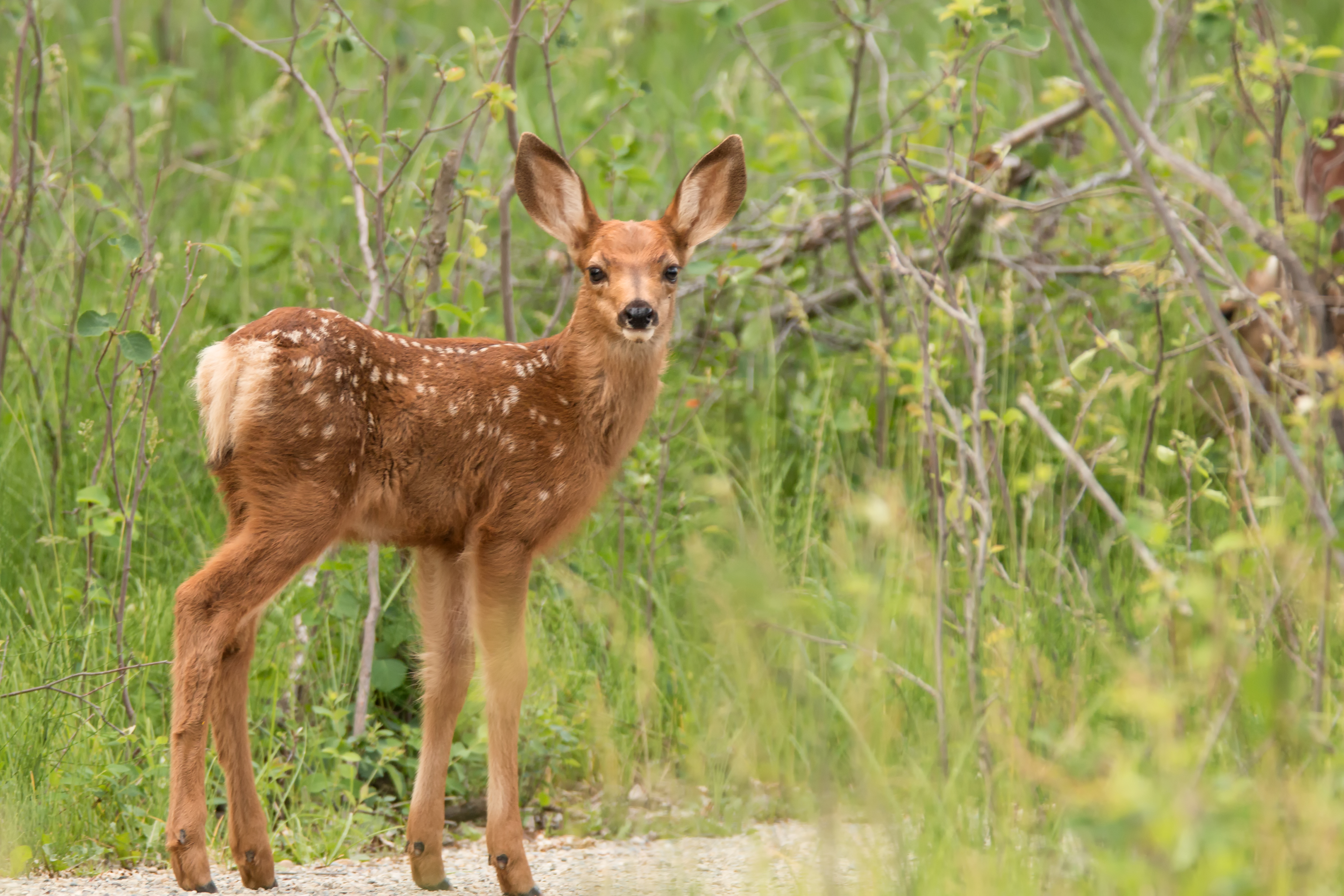 Fawn