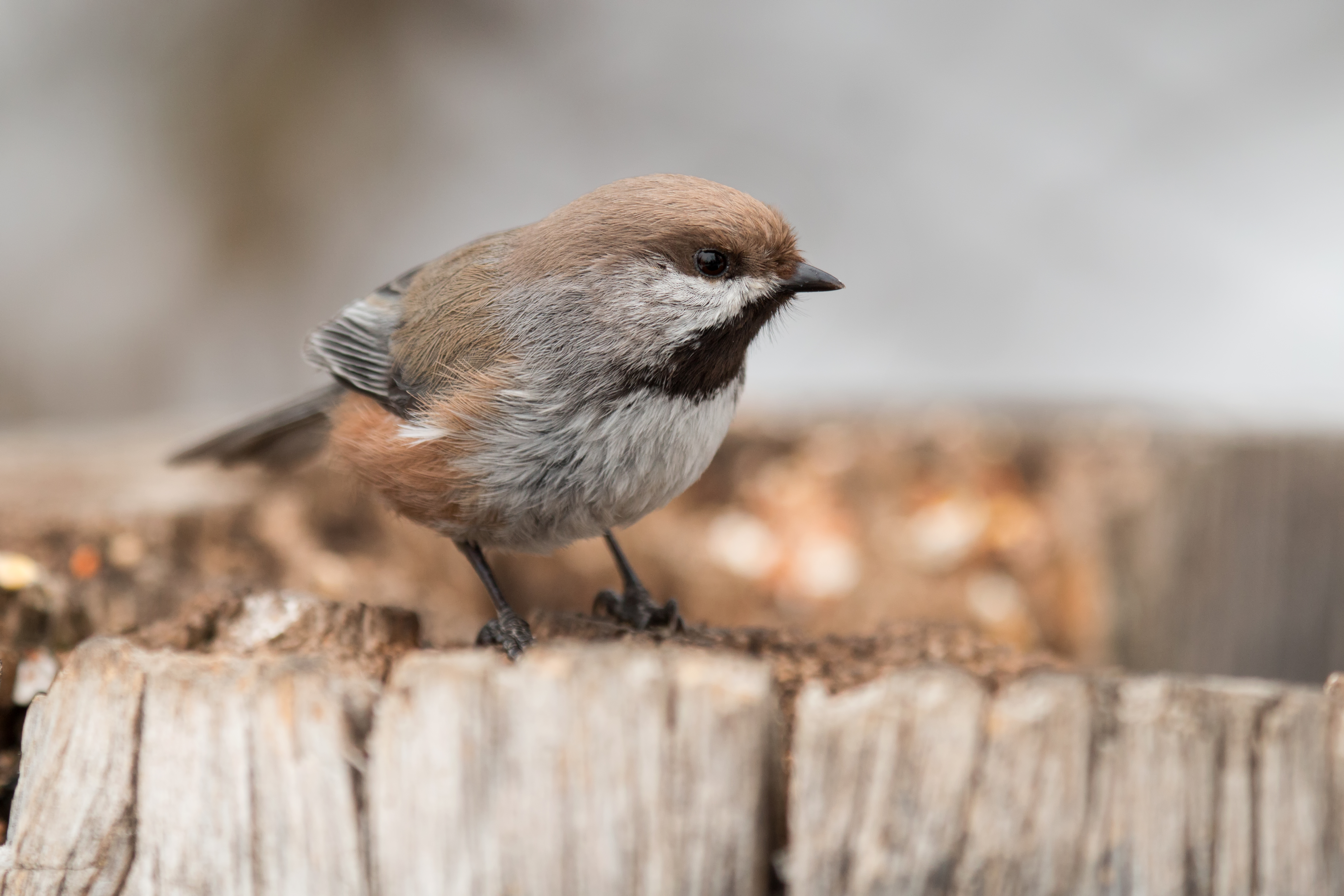 Boreal Chickadee