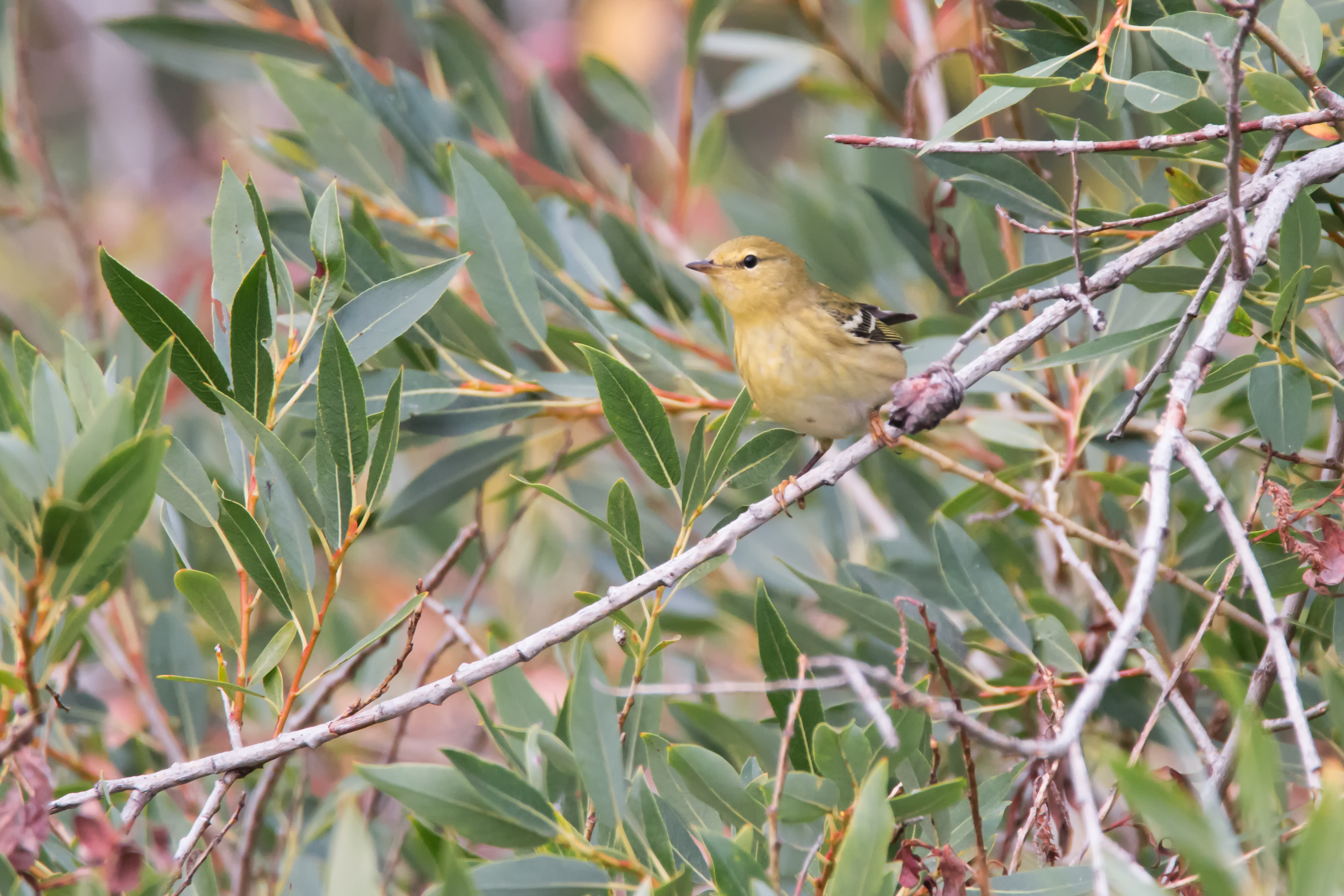 Blackpoll Warbler