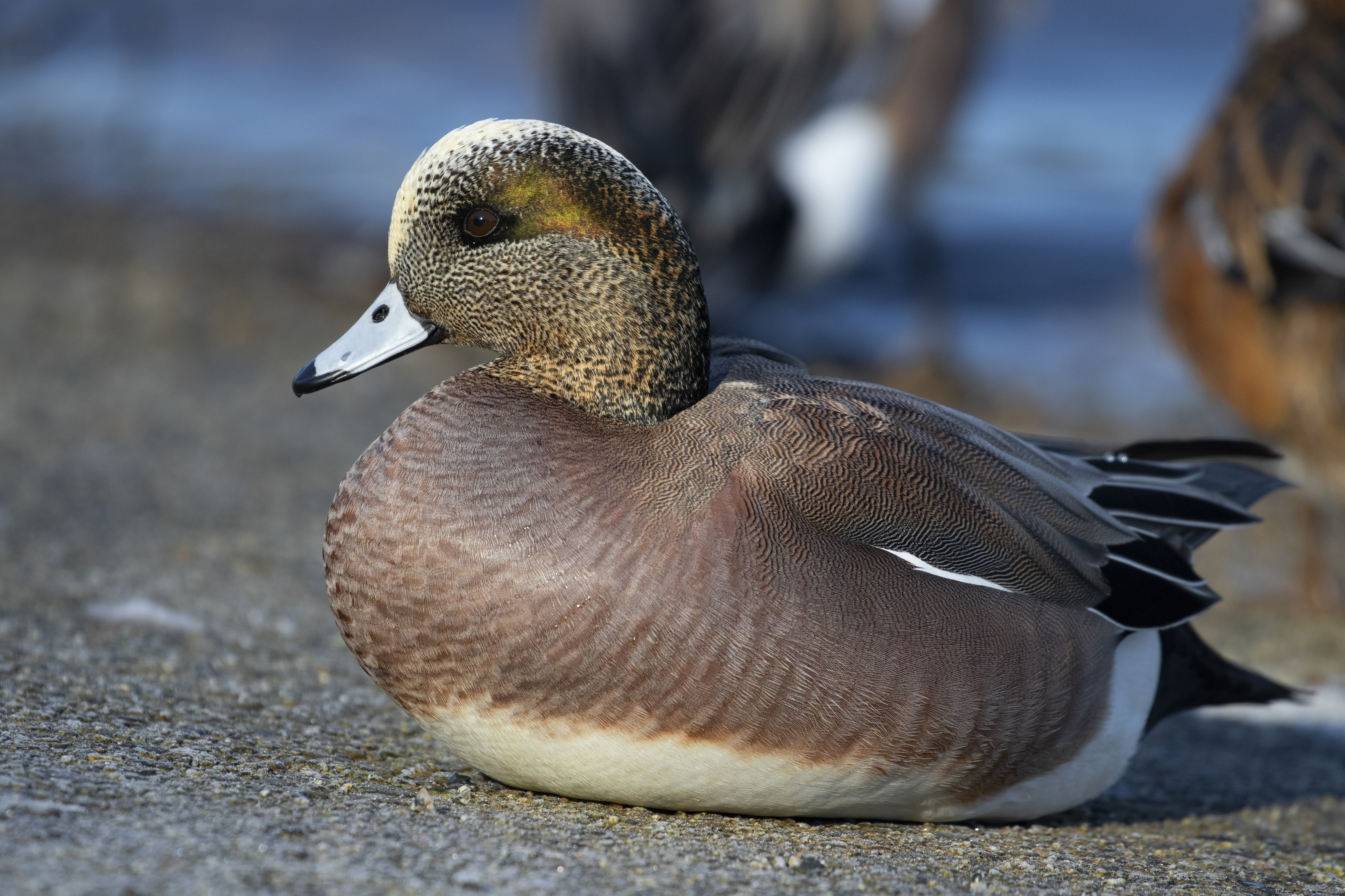Widgeon