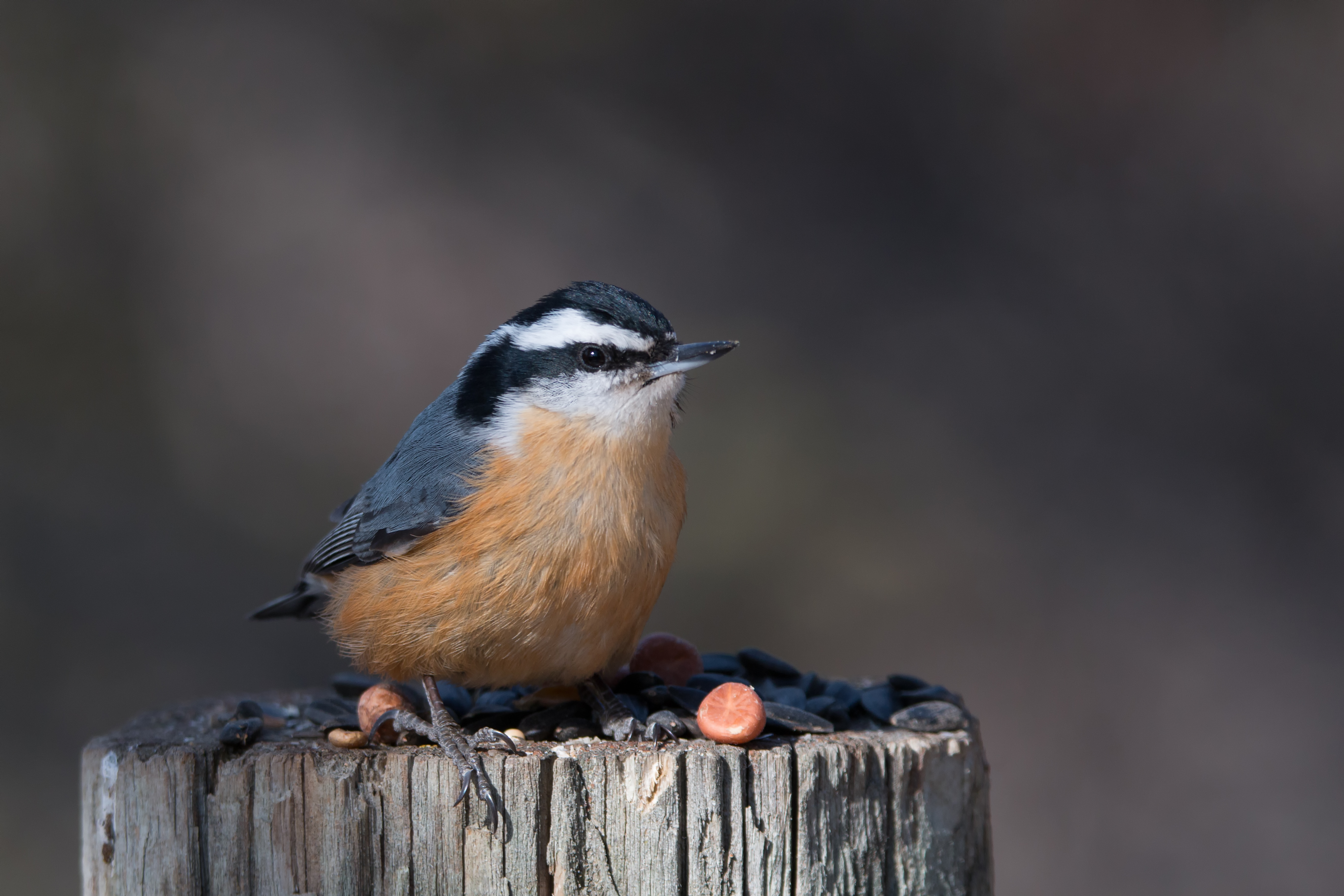 Red-Breasted Nuthatch Male