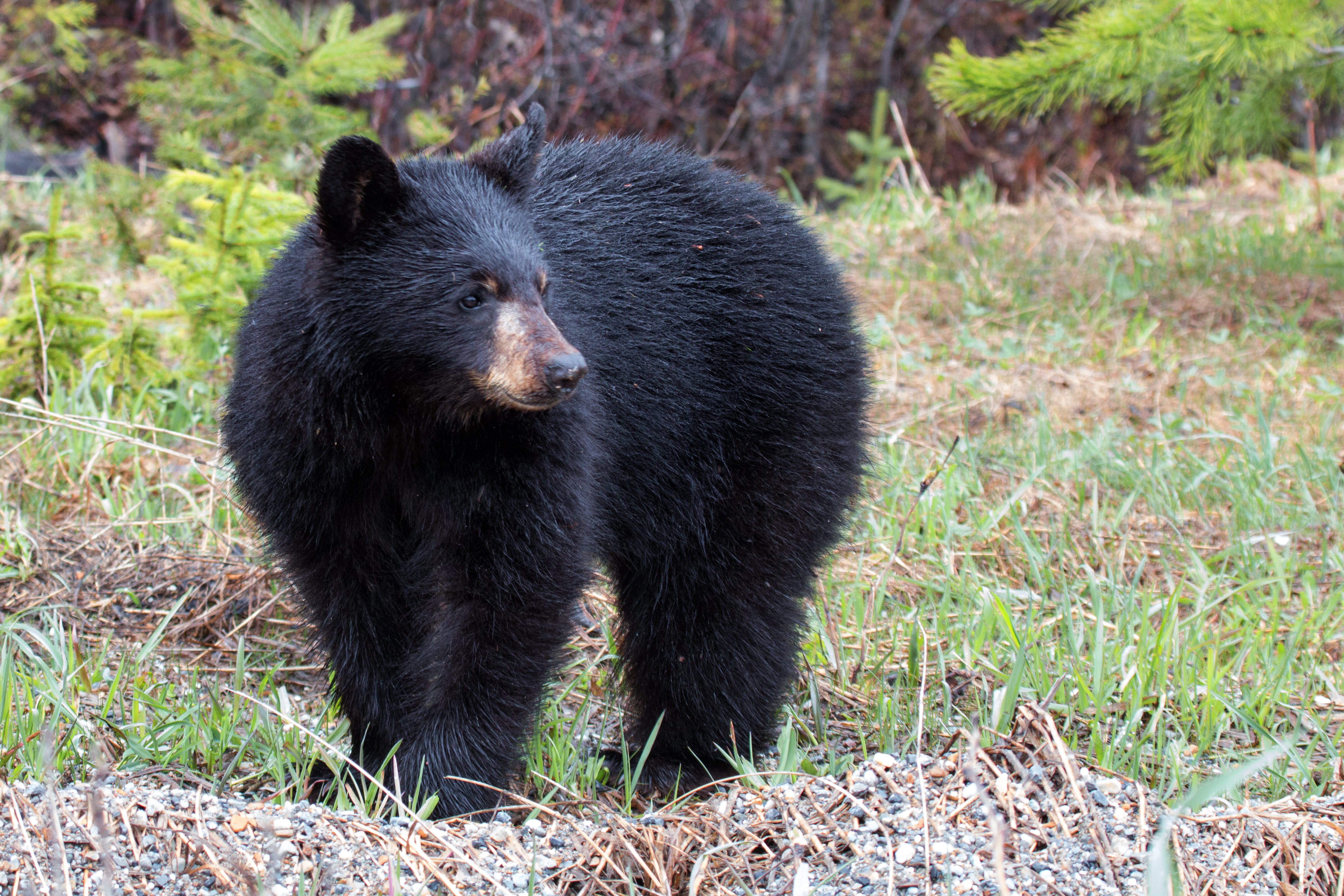 Black Bear Cub