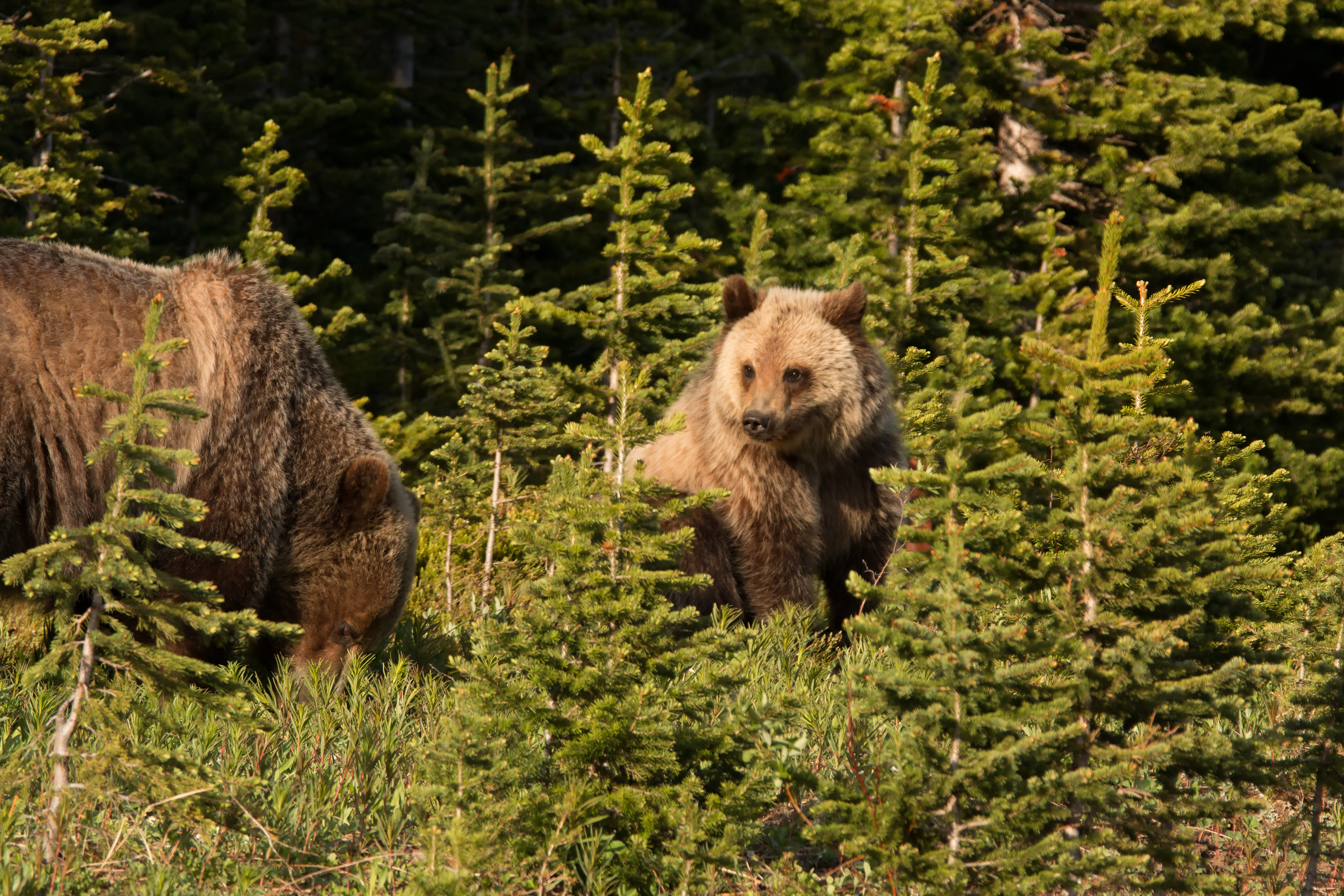Grizzly Cub with mama