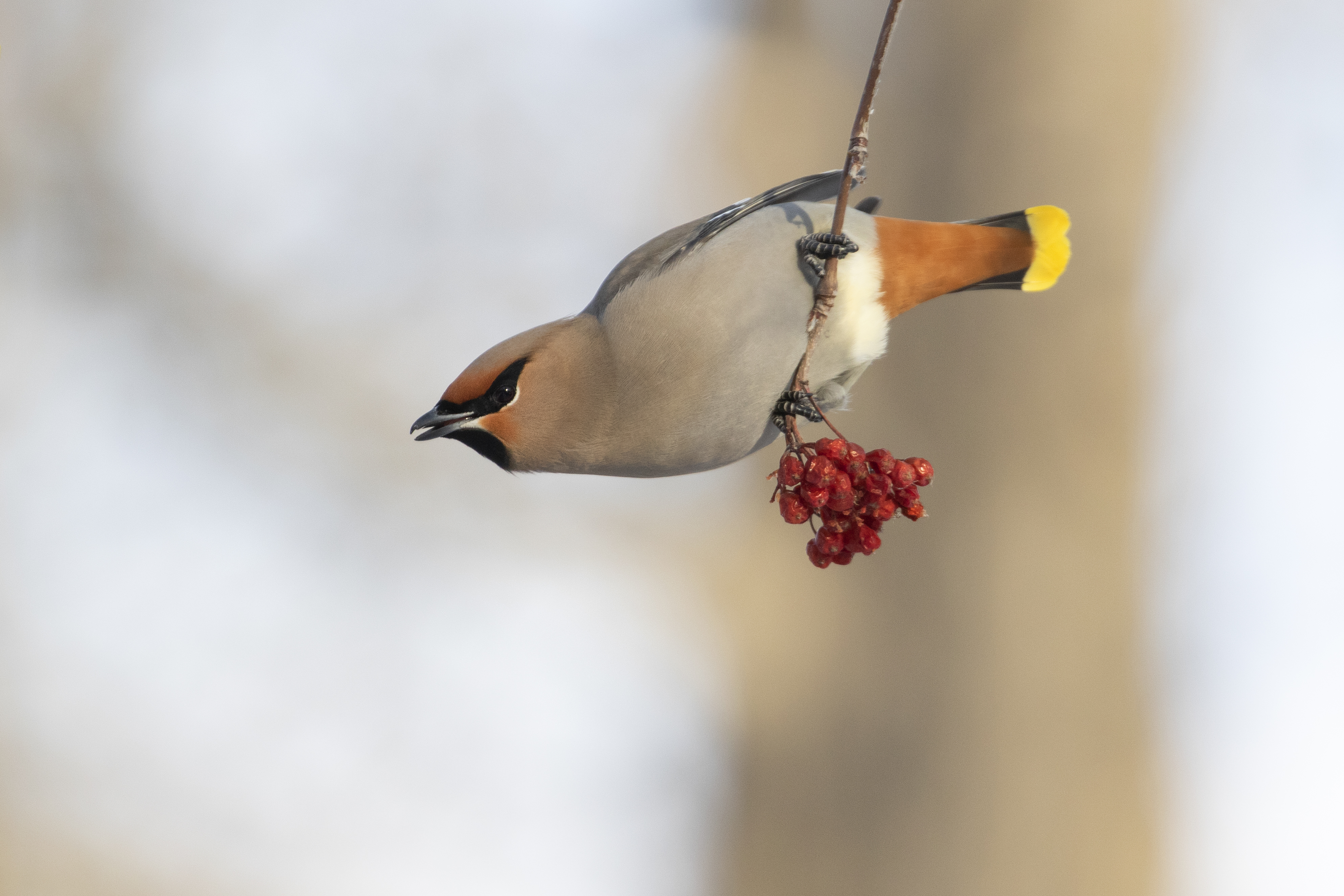 Waxwing 1