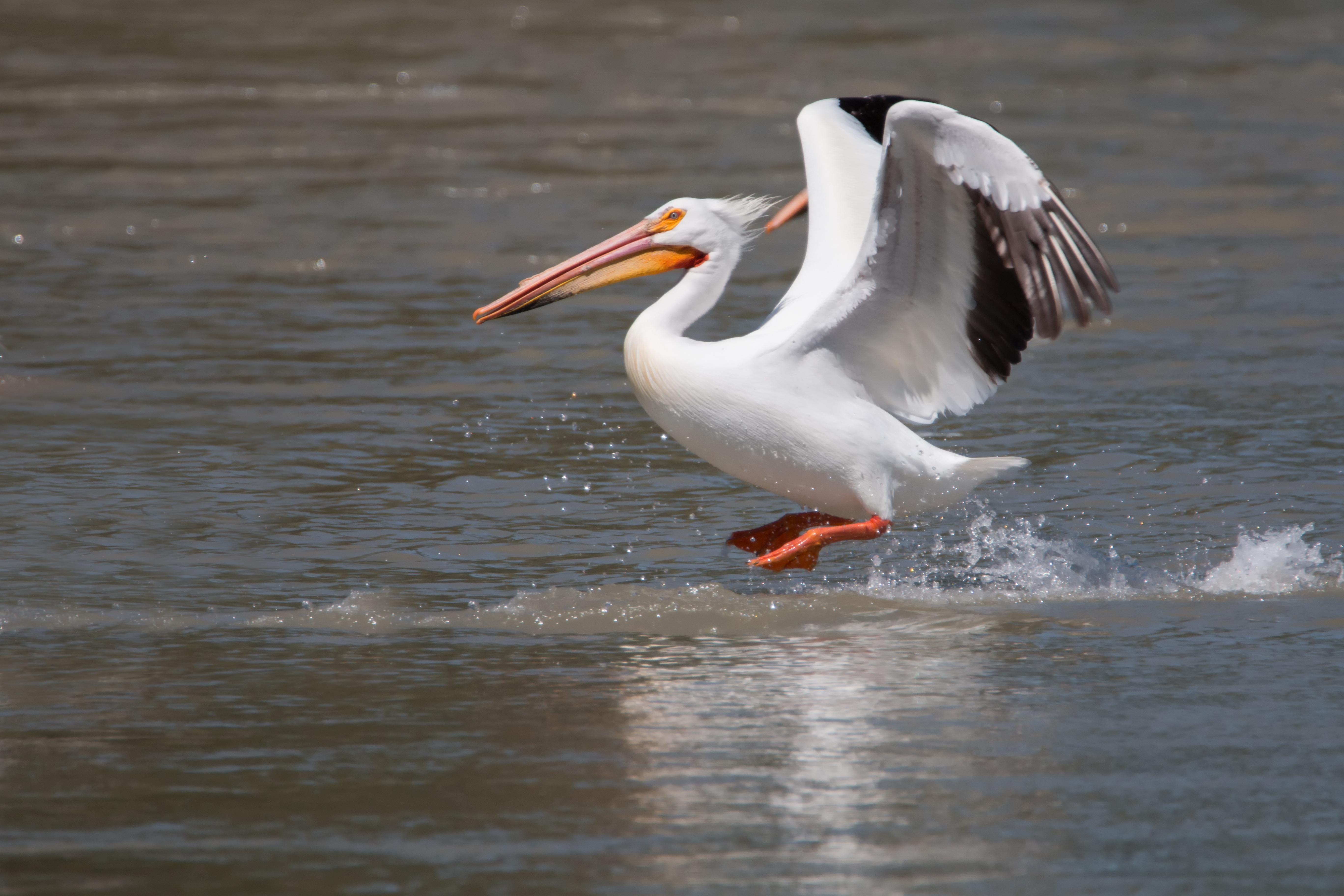 American Pelican