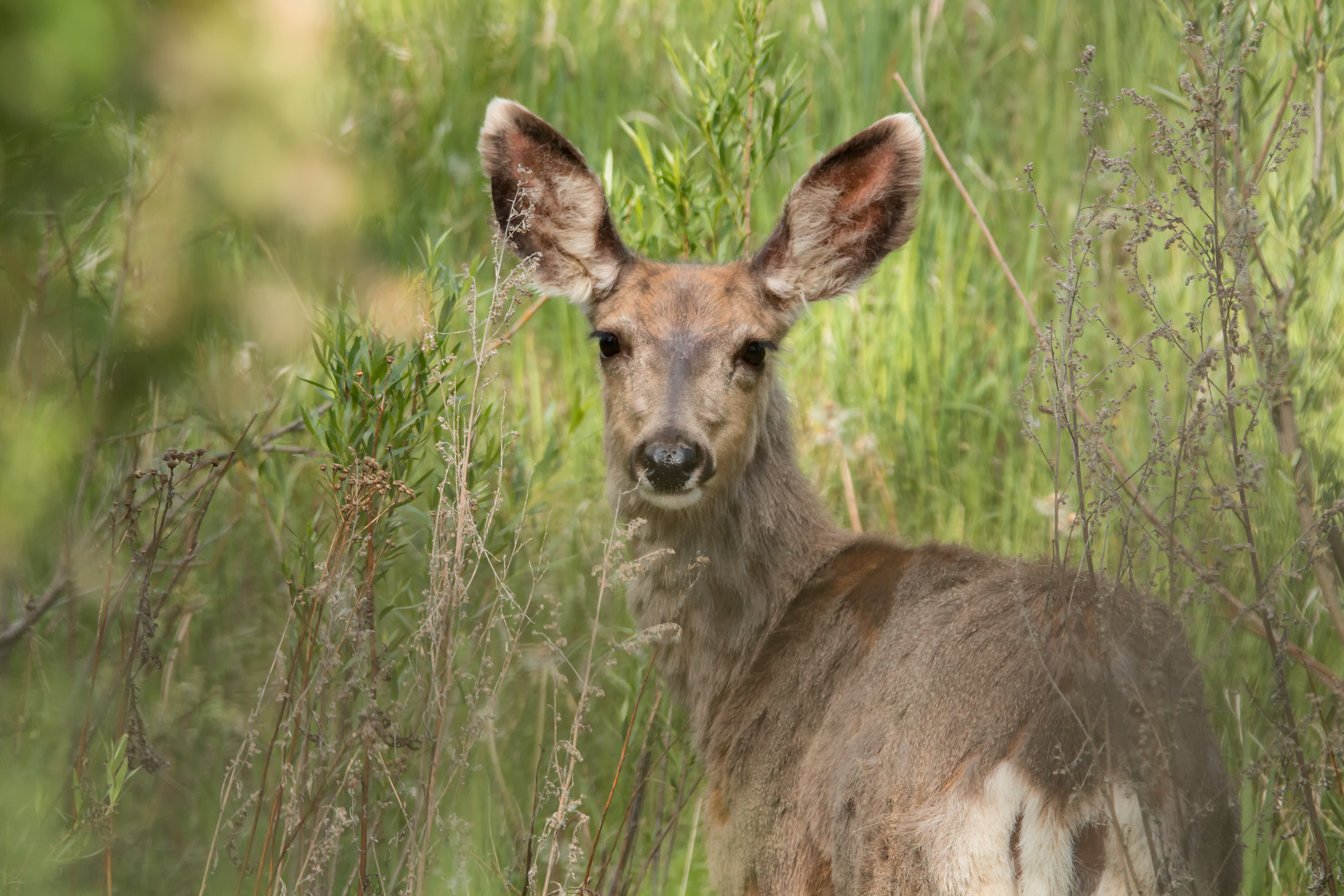 Doe