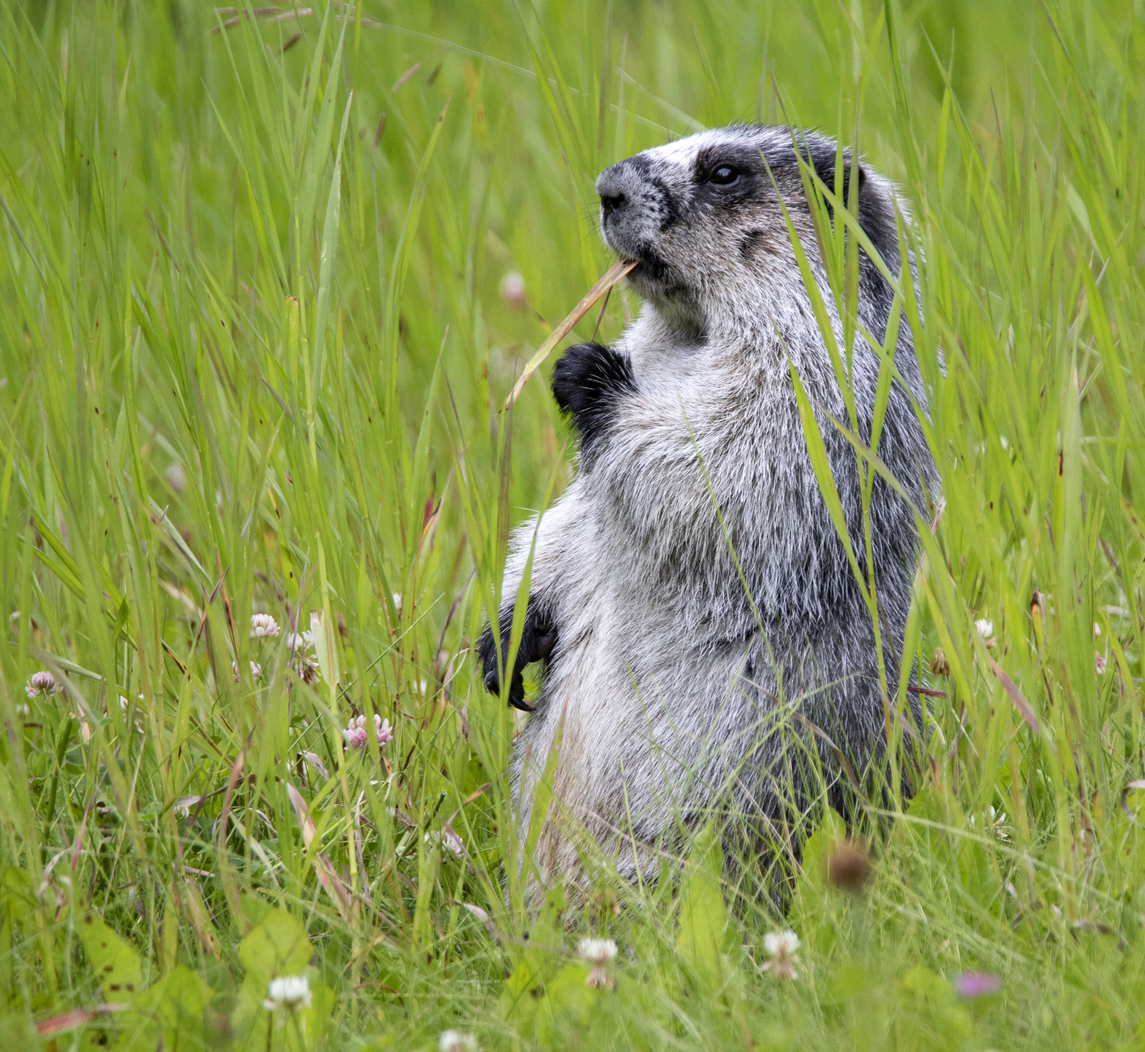 Hoary Marmot with snack