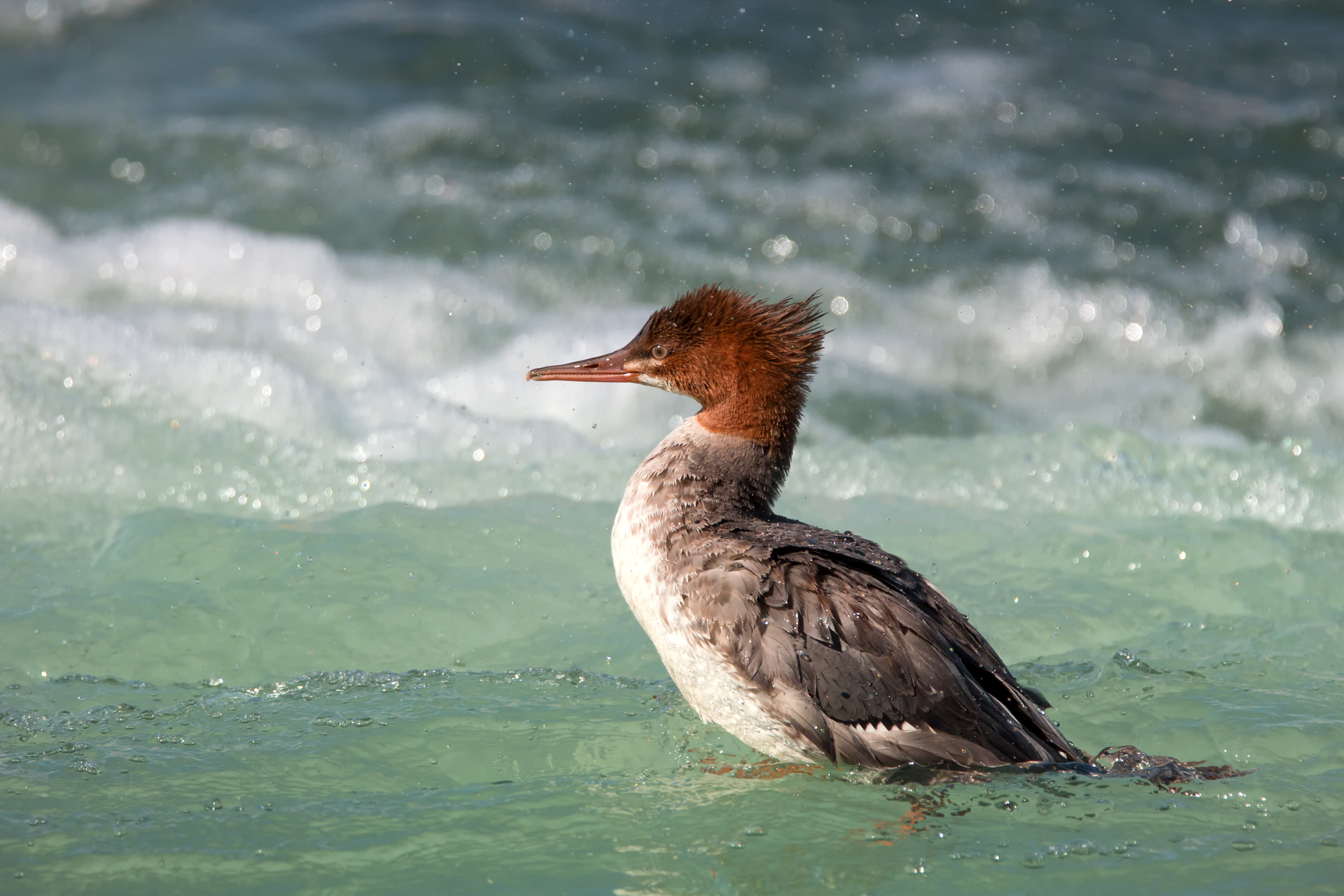 Surf's Up (Merganser)