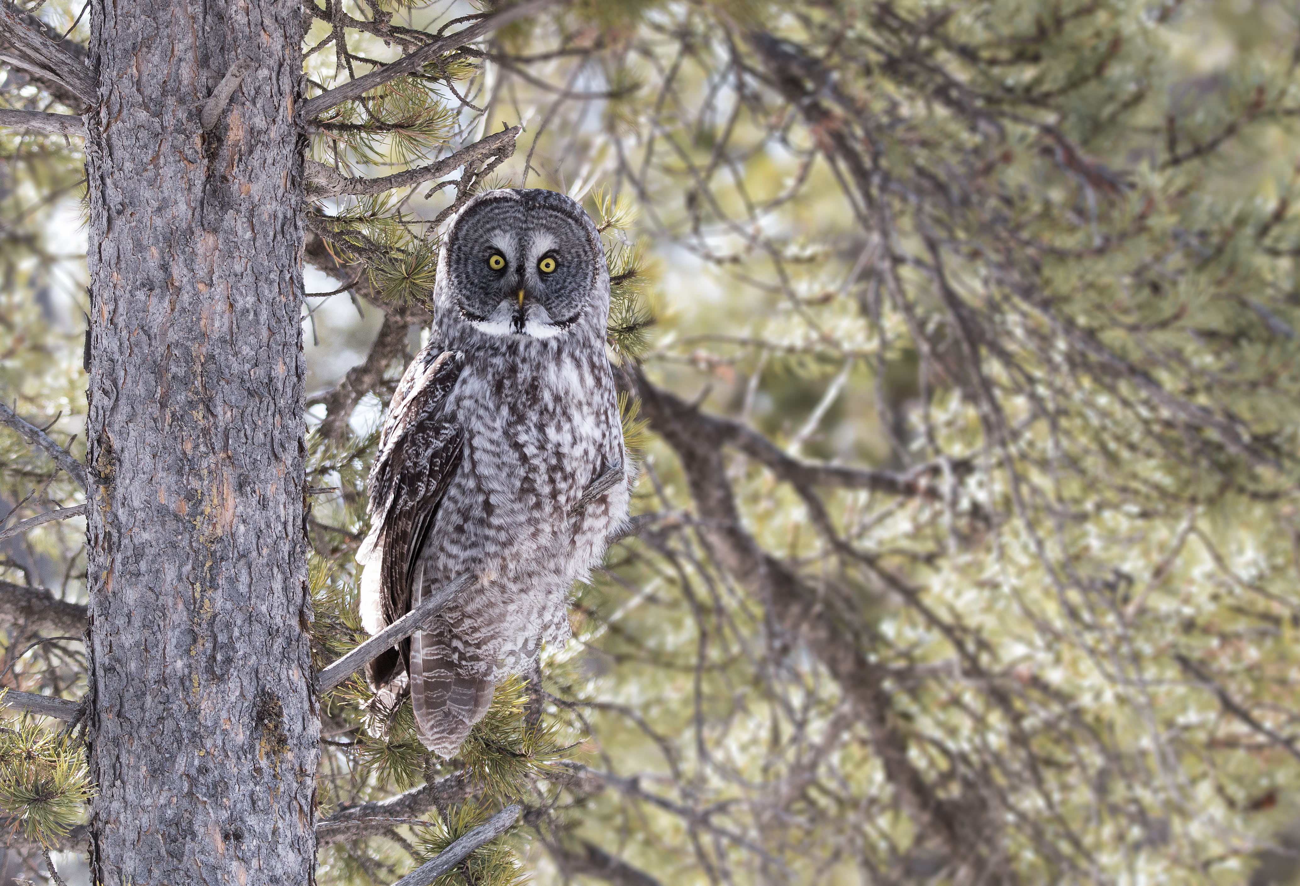 Great Grey Owl