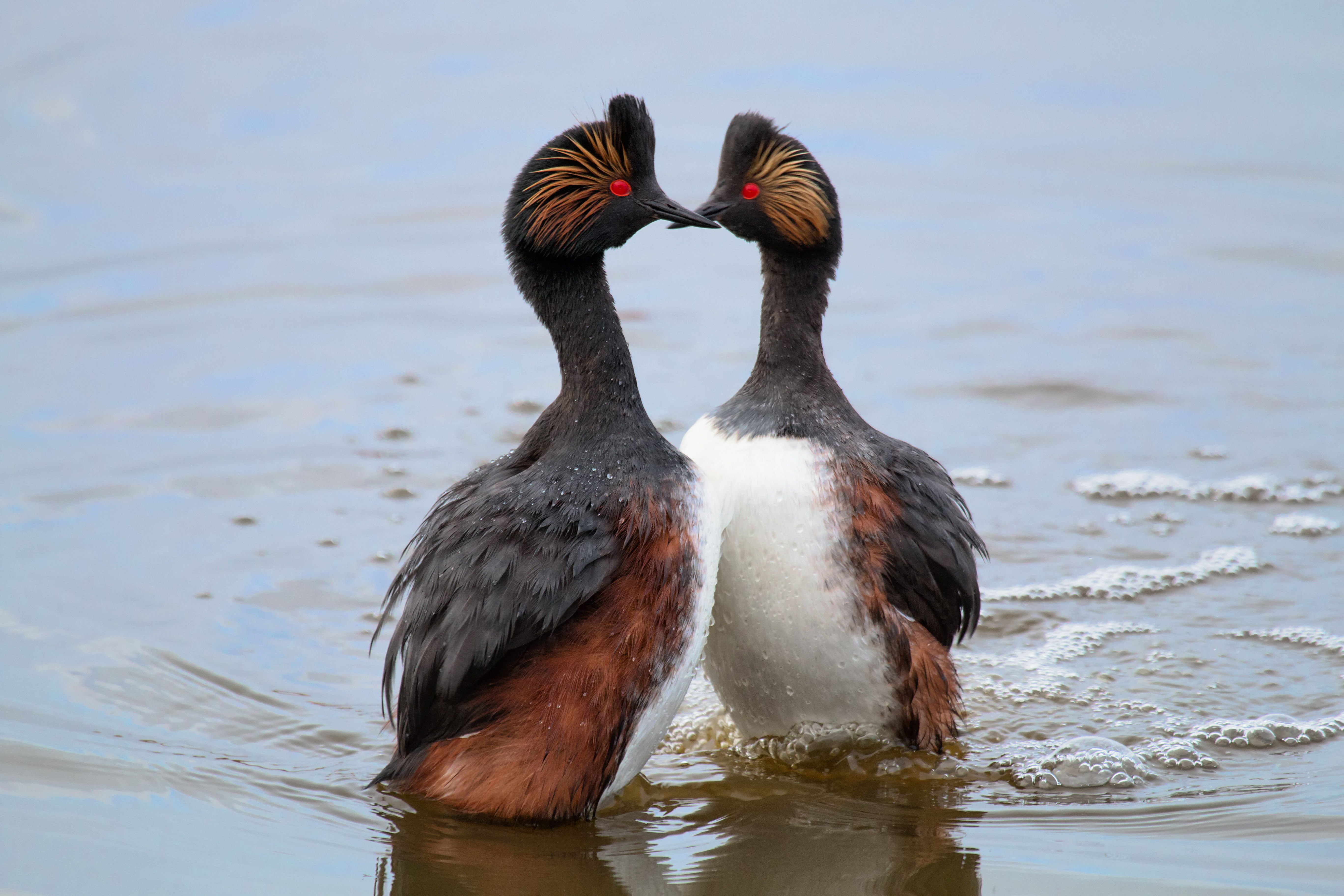 Grebe Mating Dance