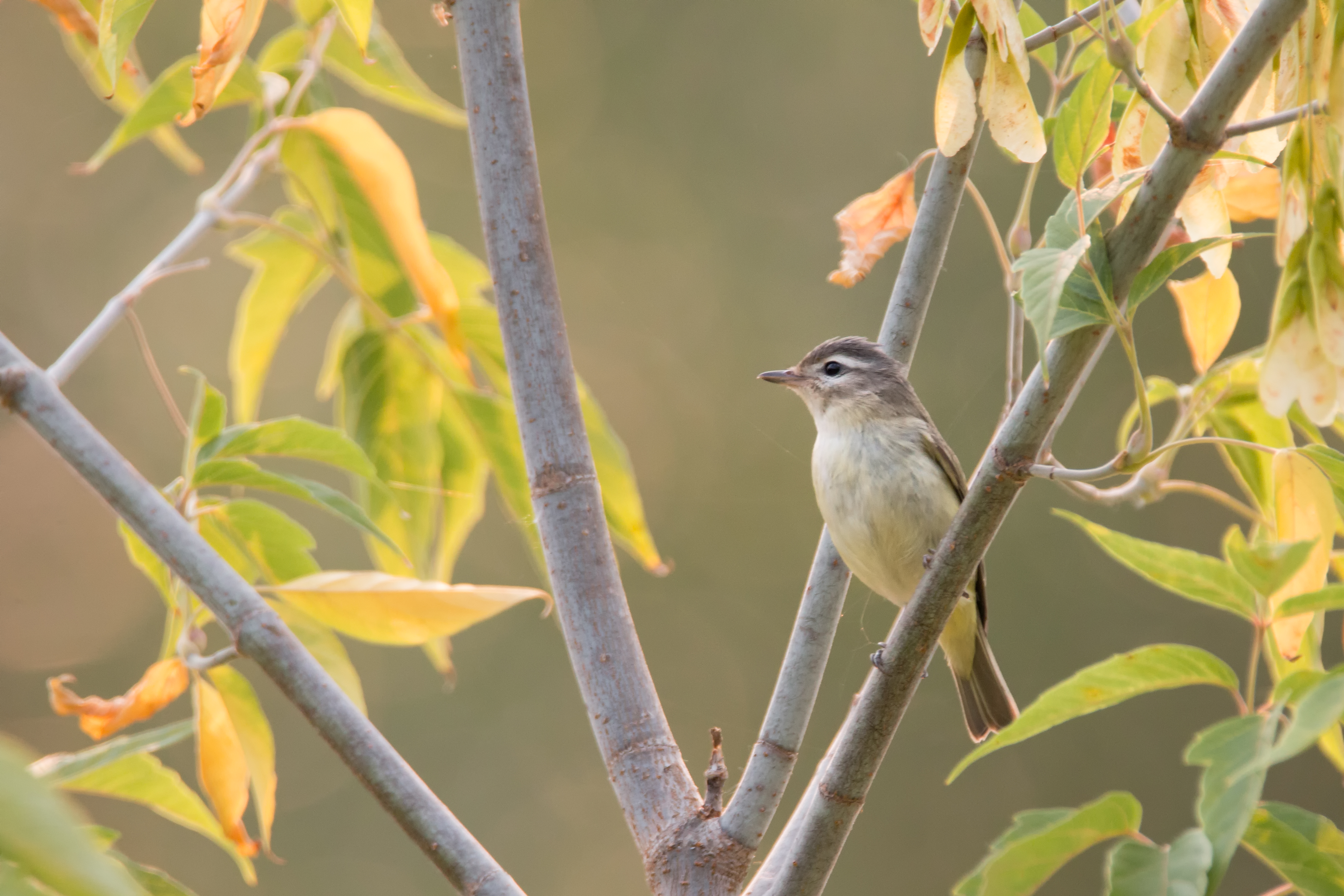 Warbling Vireo
