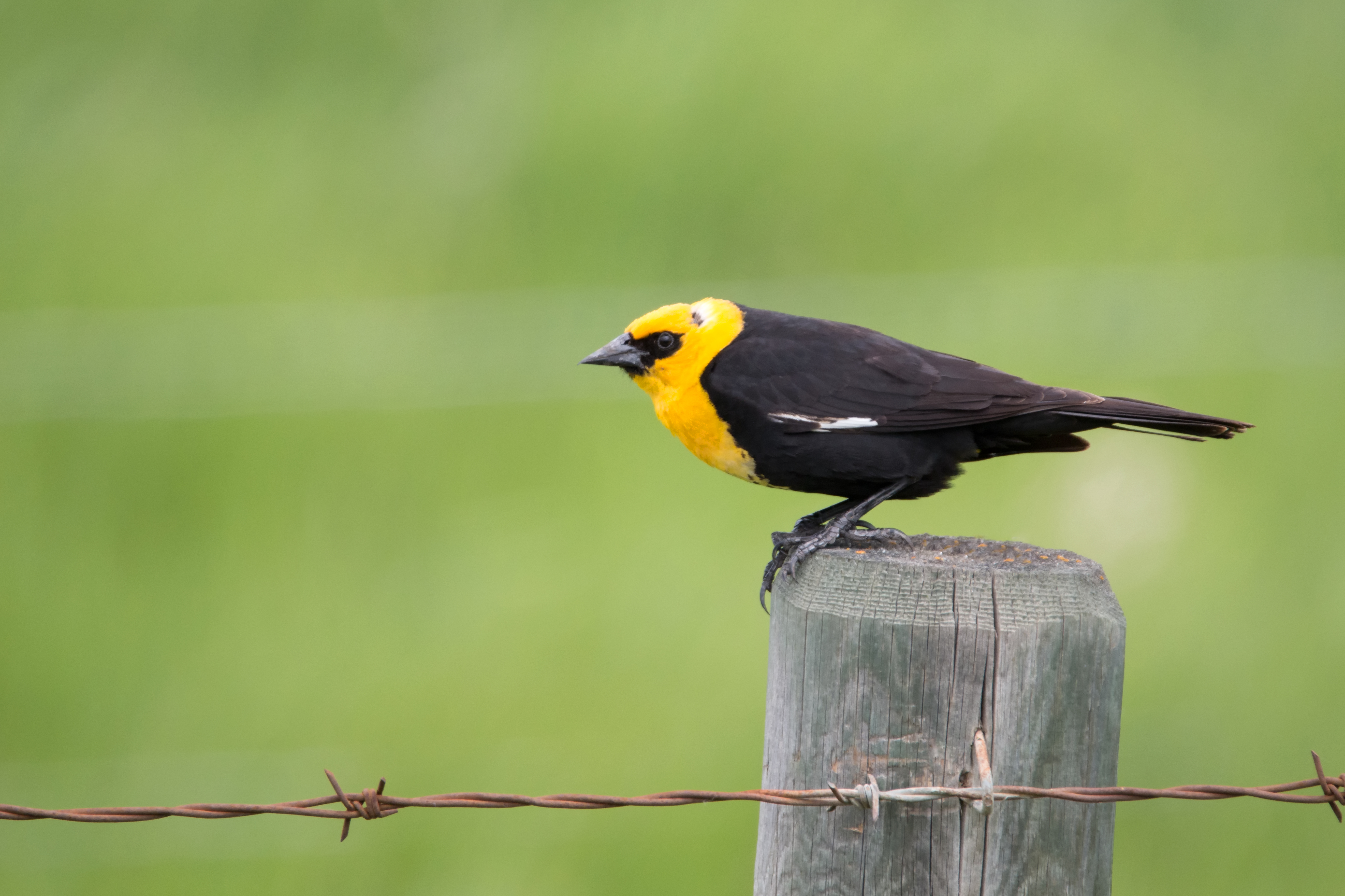 Yellow-Headed Blackbird