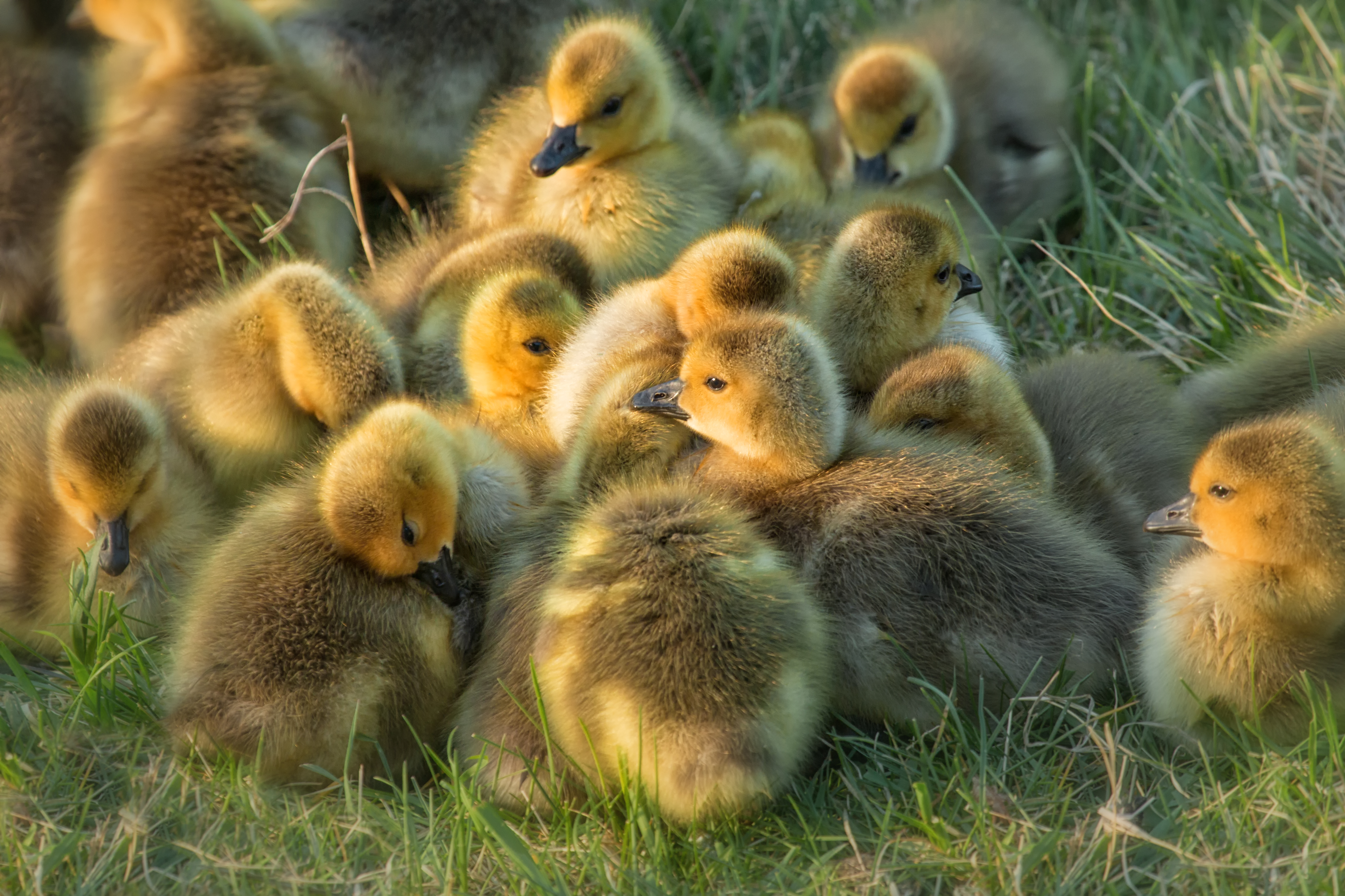 Creche Naptime
