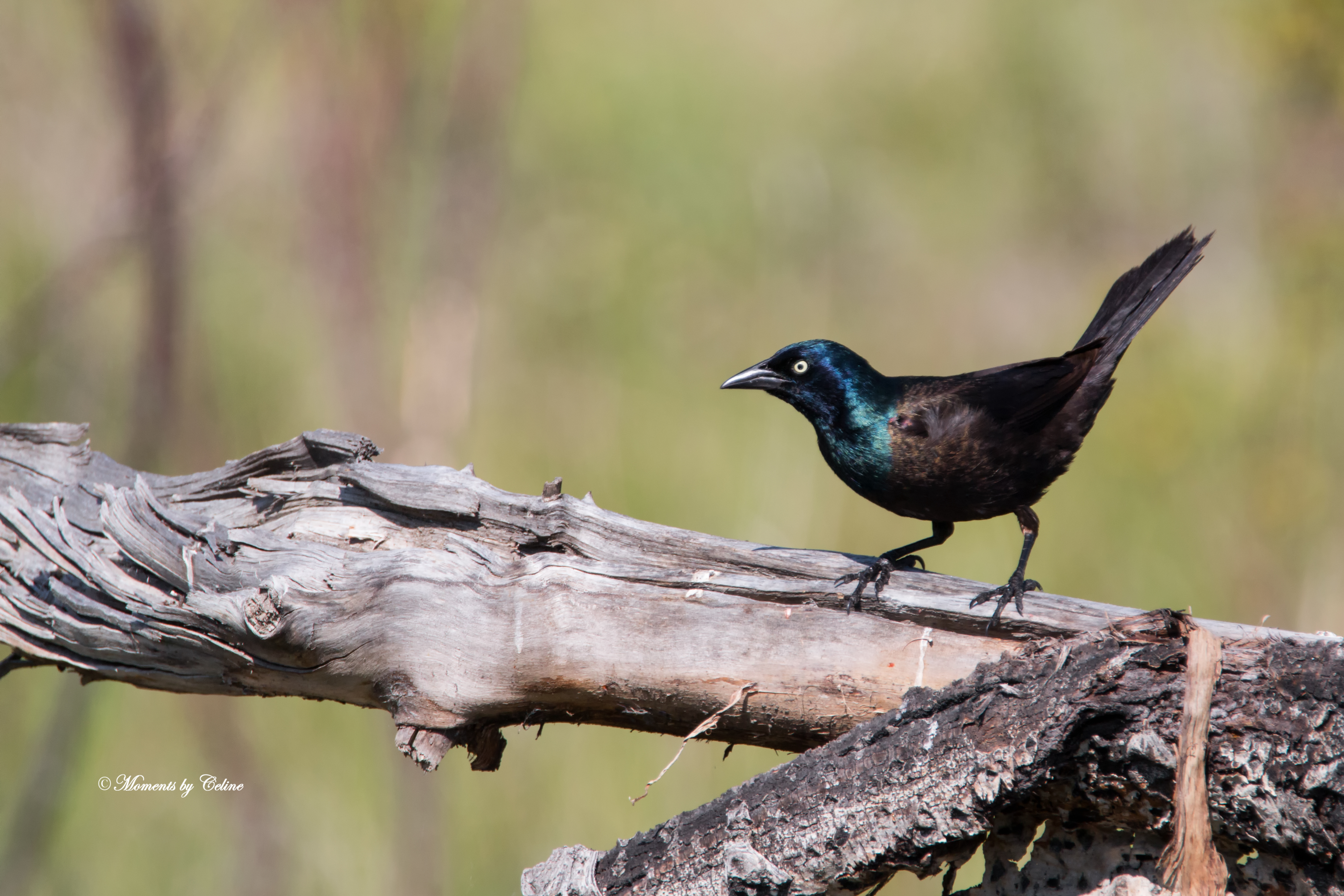 Grackle