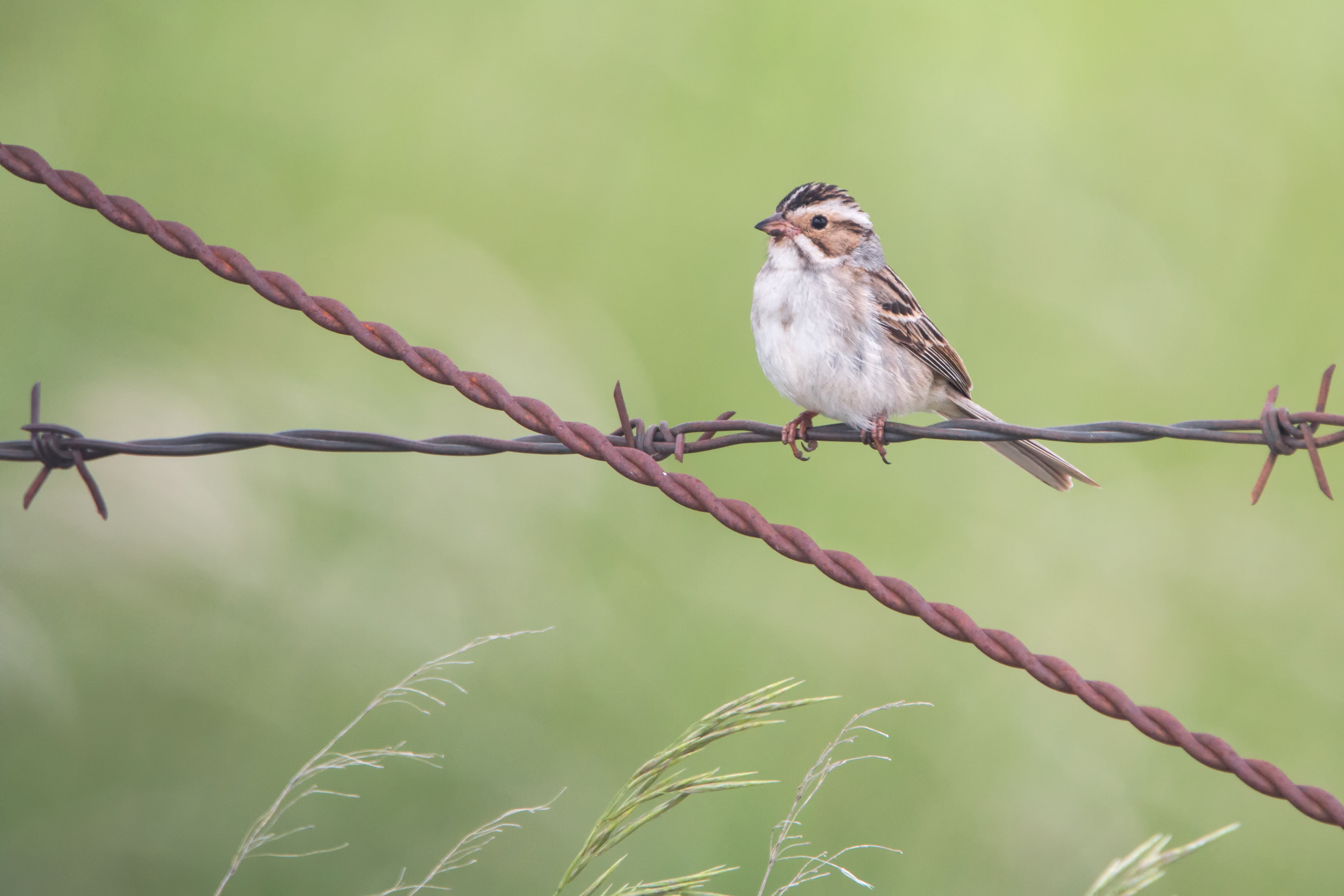Clay-coloured sparrow