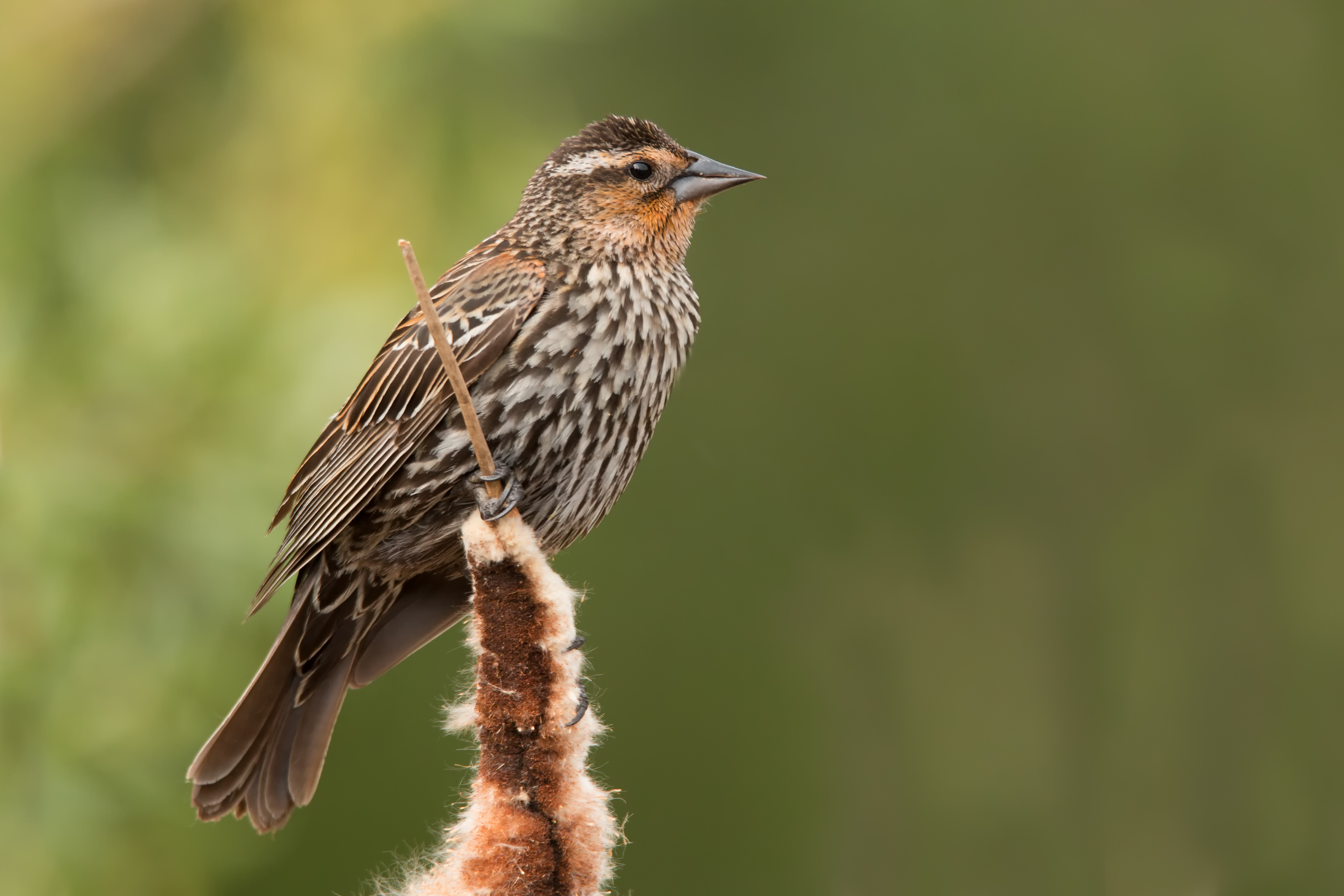 Red-Winged Blackbird