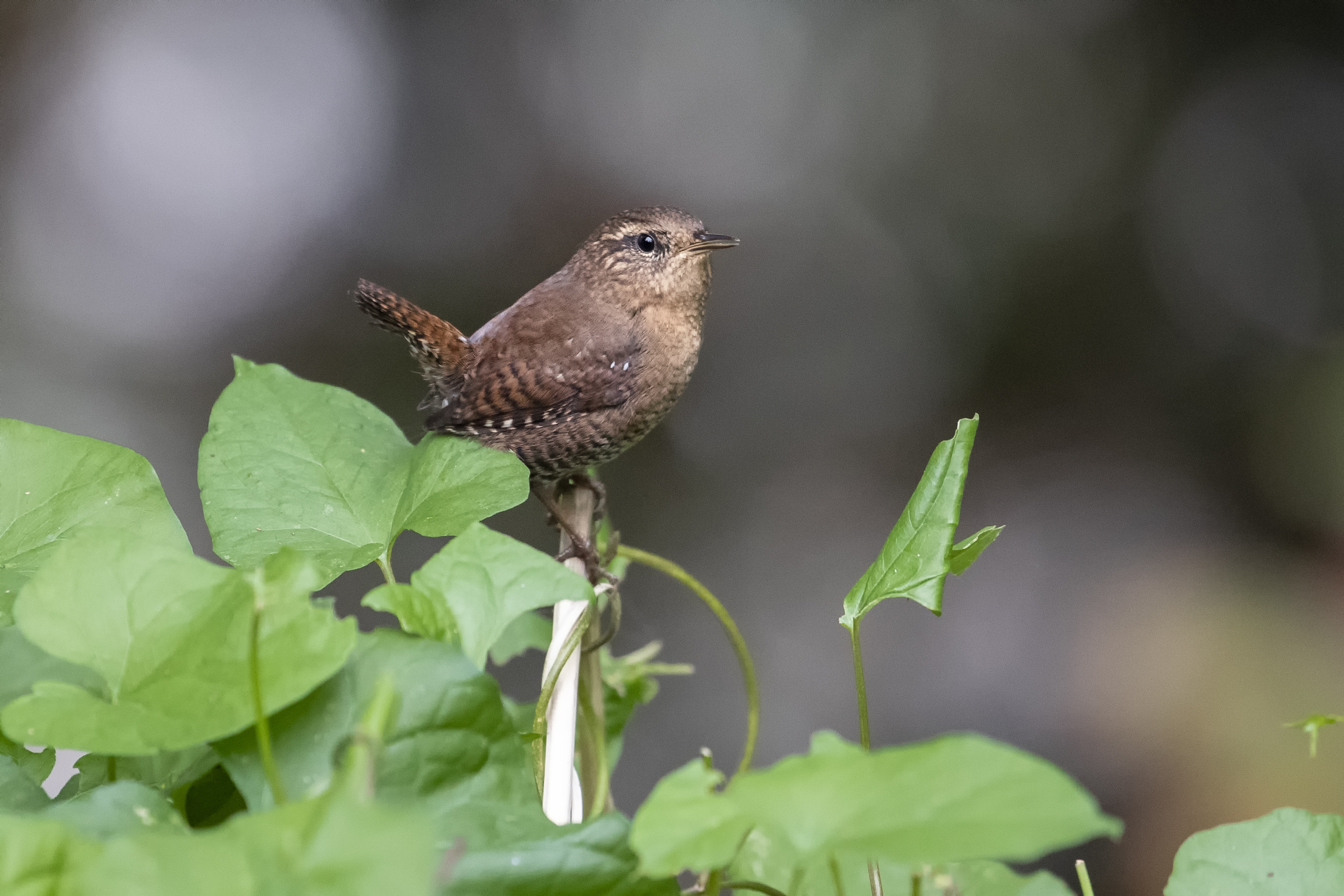 Pacific Wren