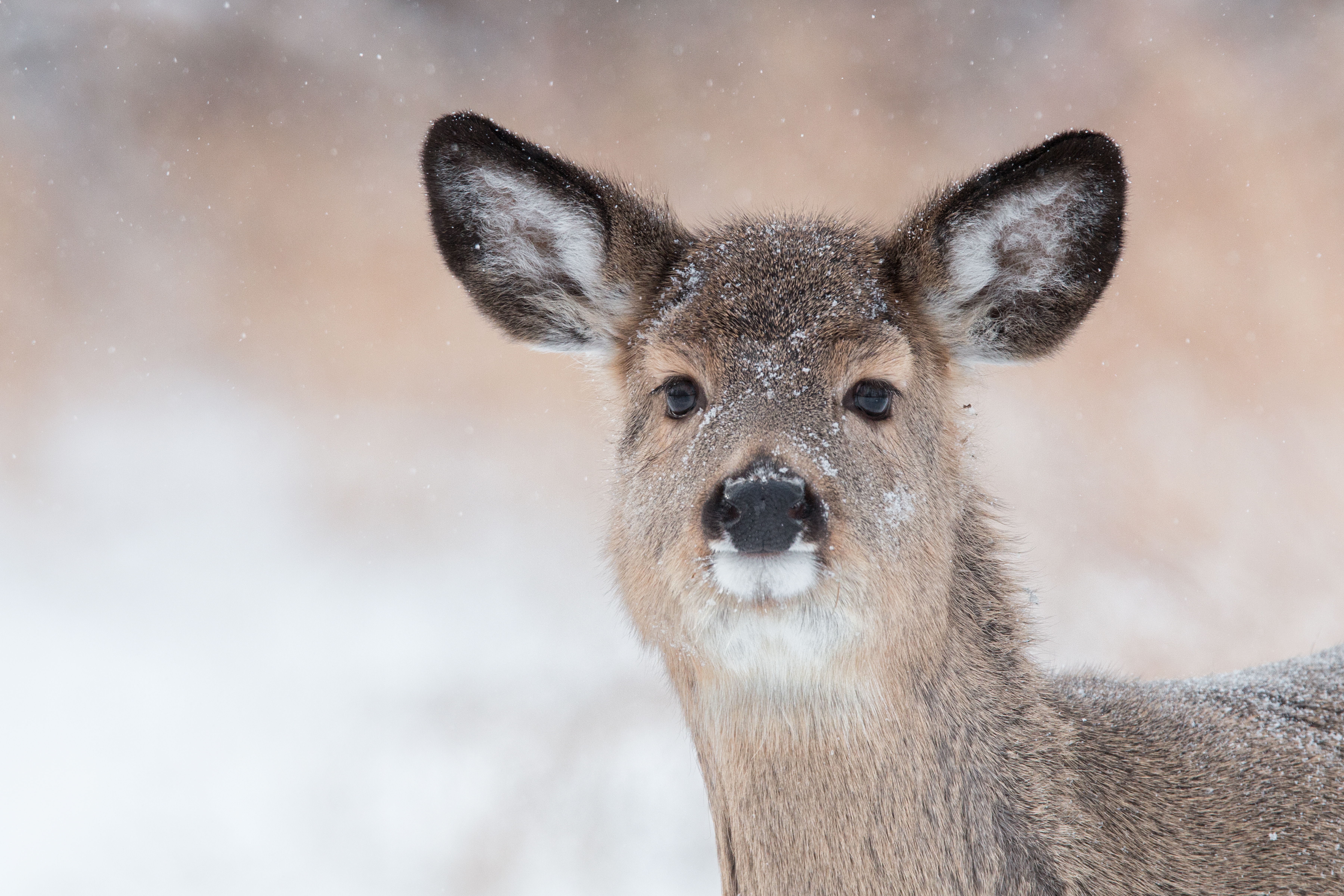 Doe in the sno
