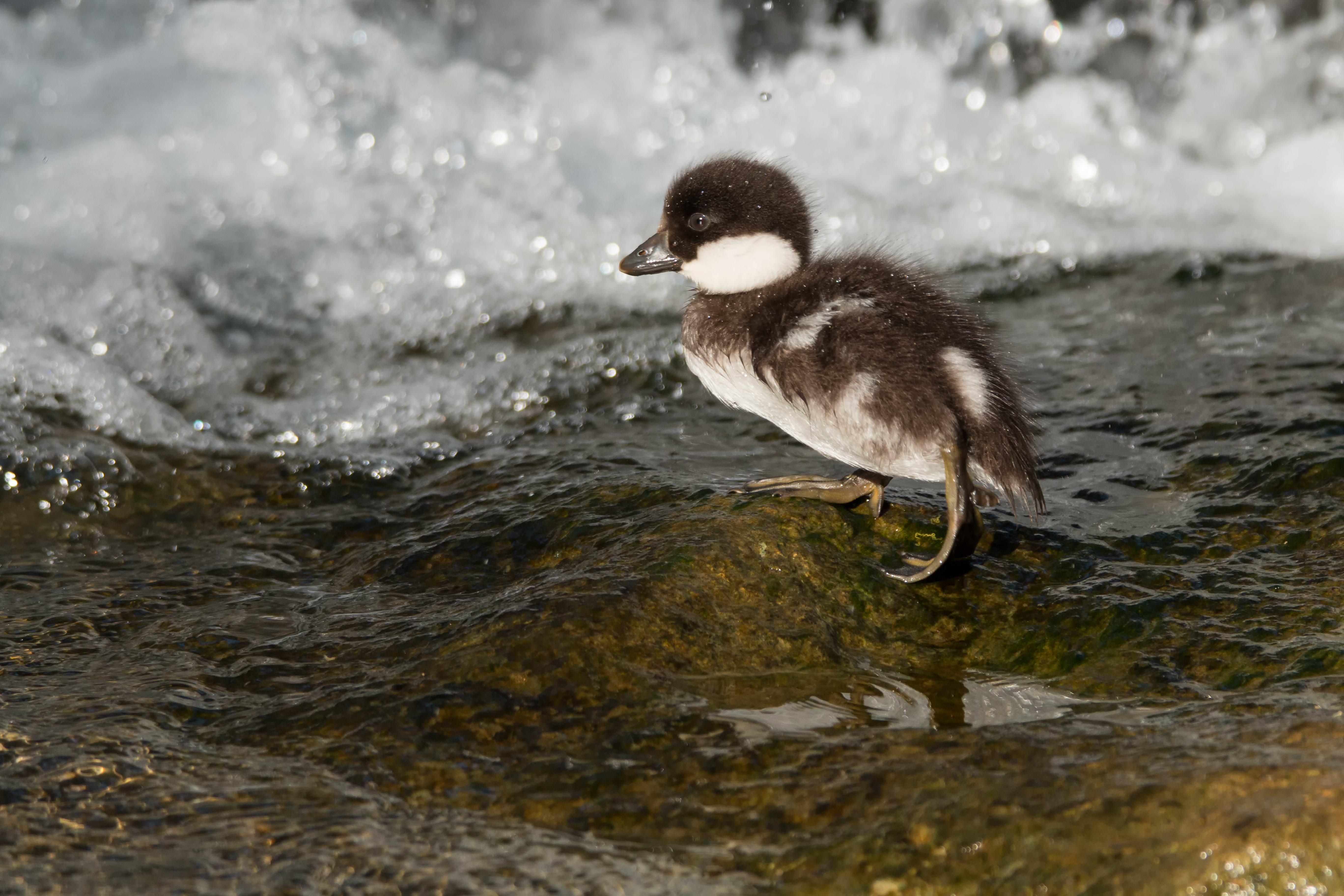 Common Goldeneye chick