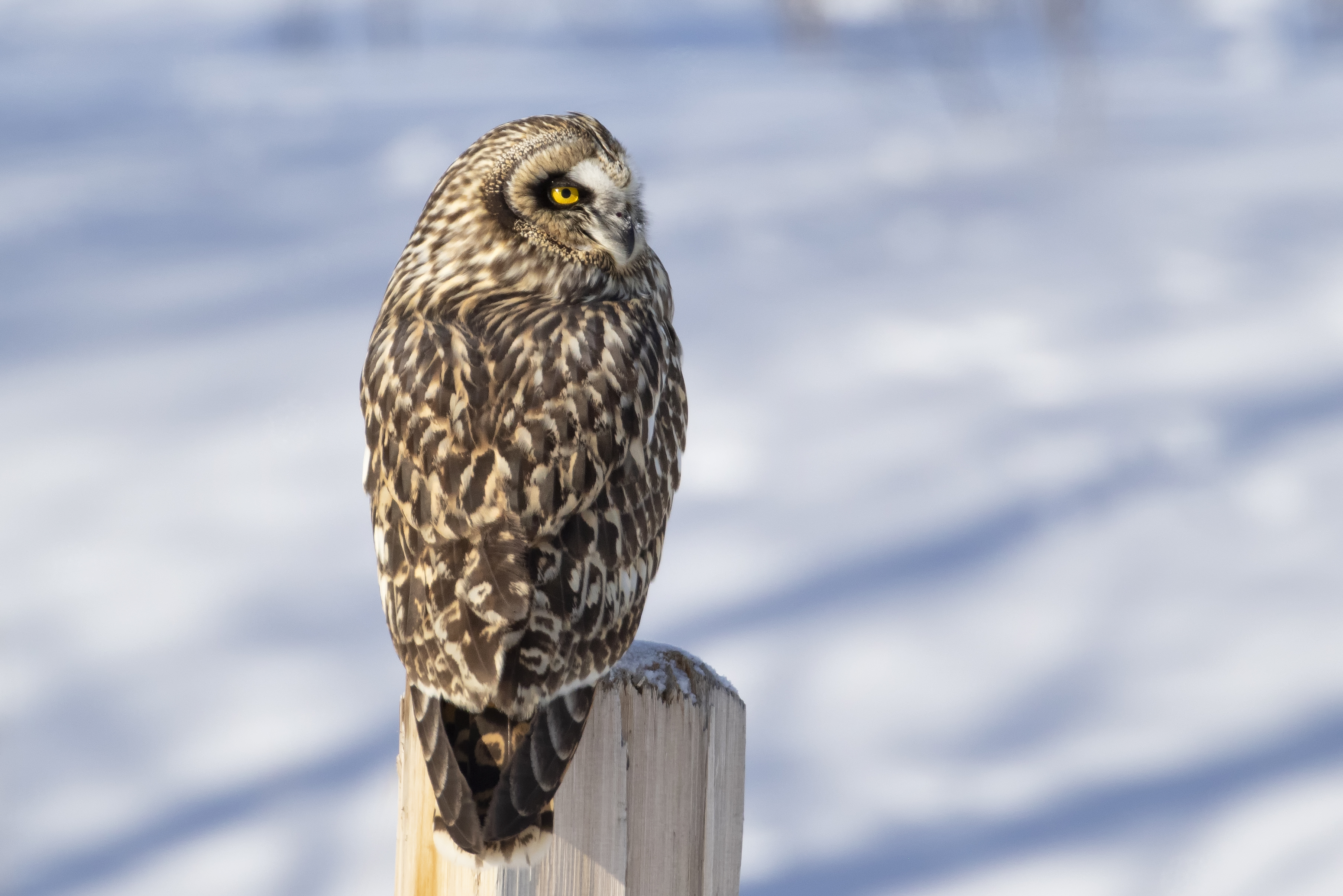 Short Eared Owl Close-up