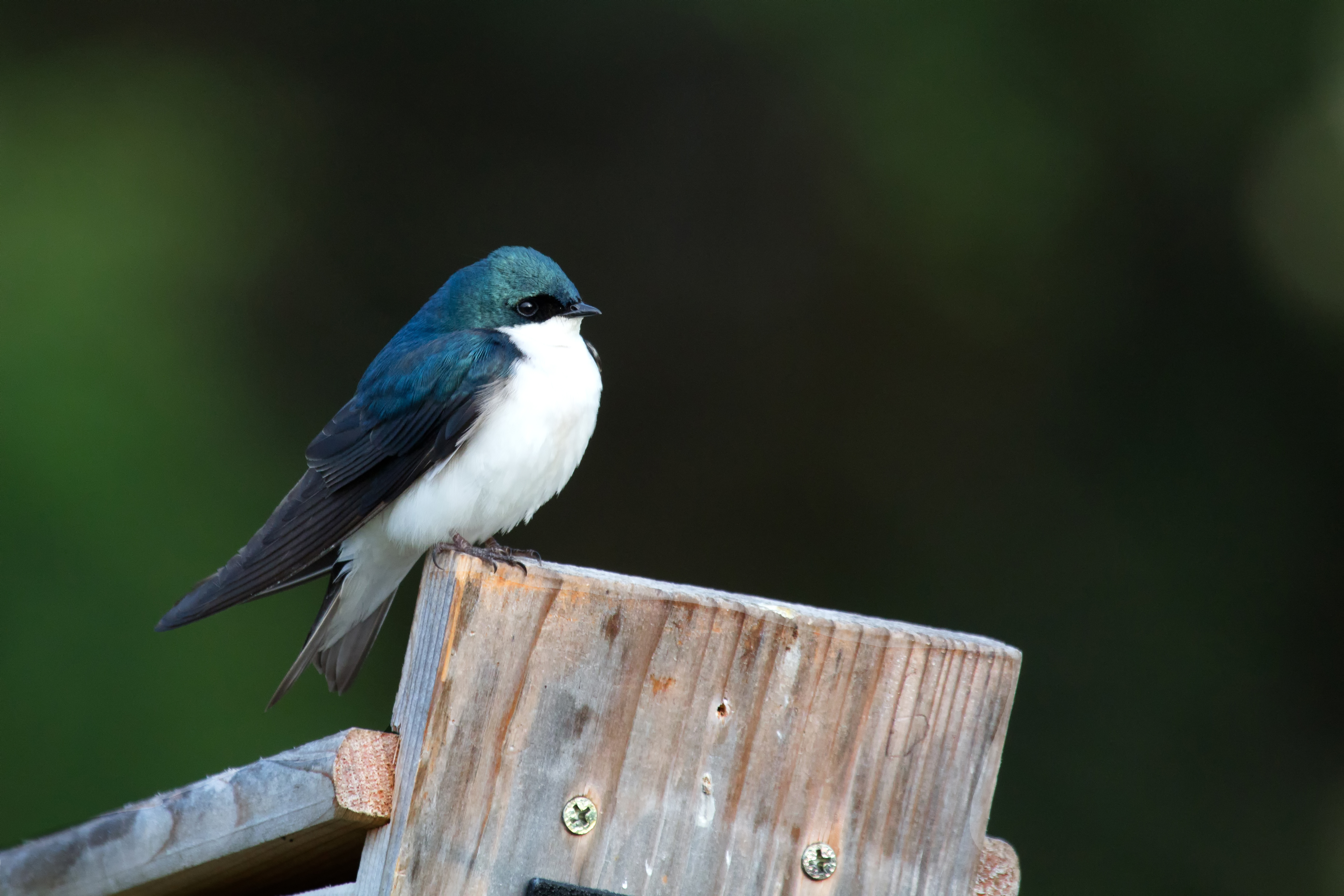 Tree Swallow
