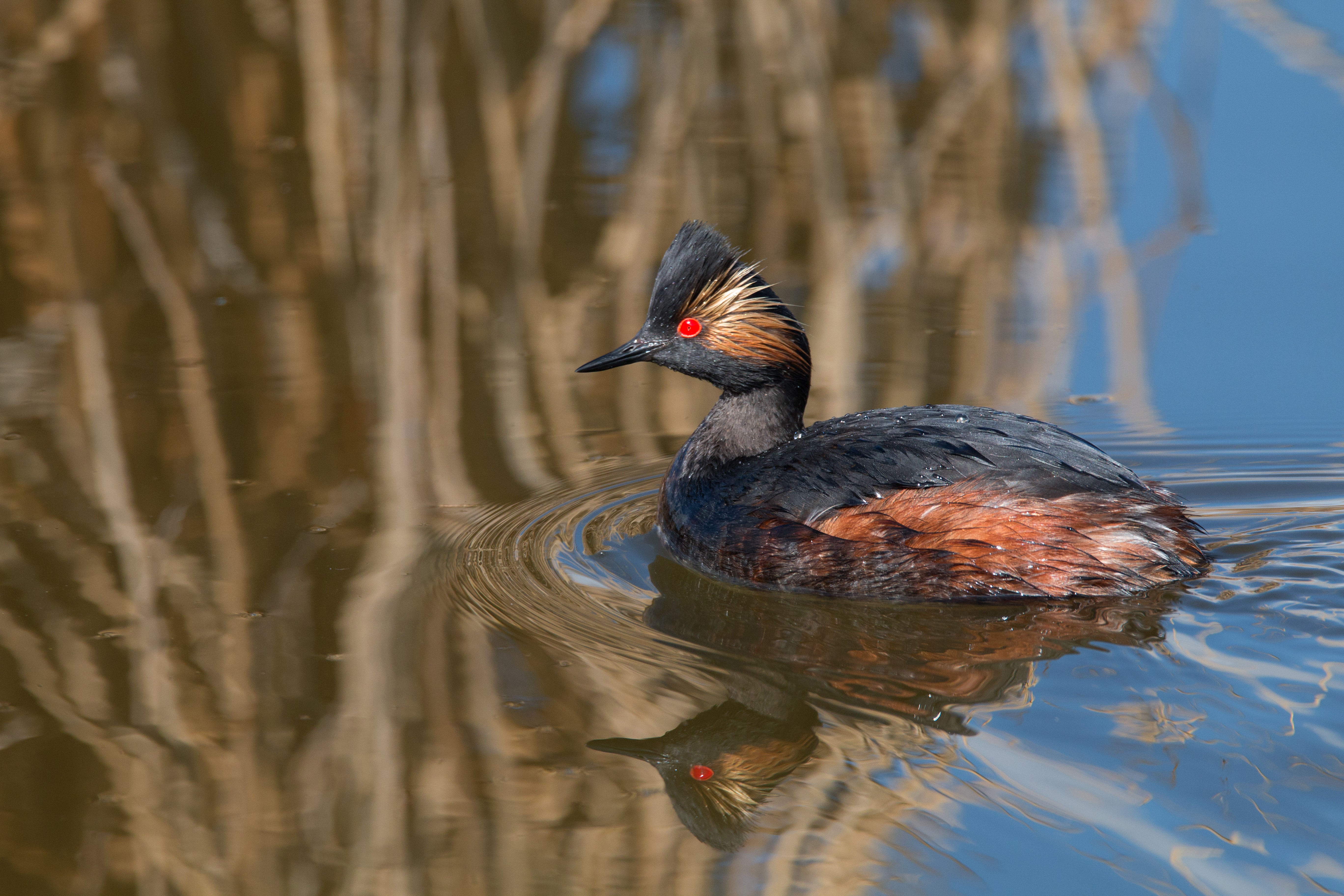 Eared Grebe