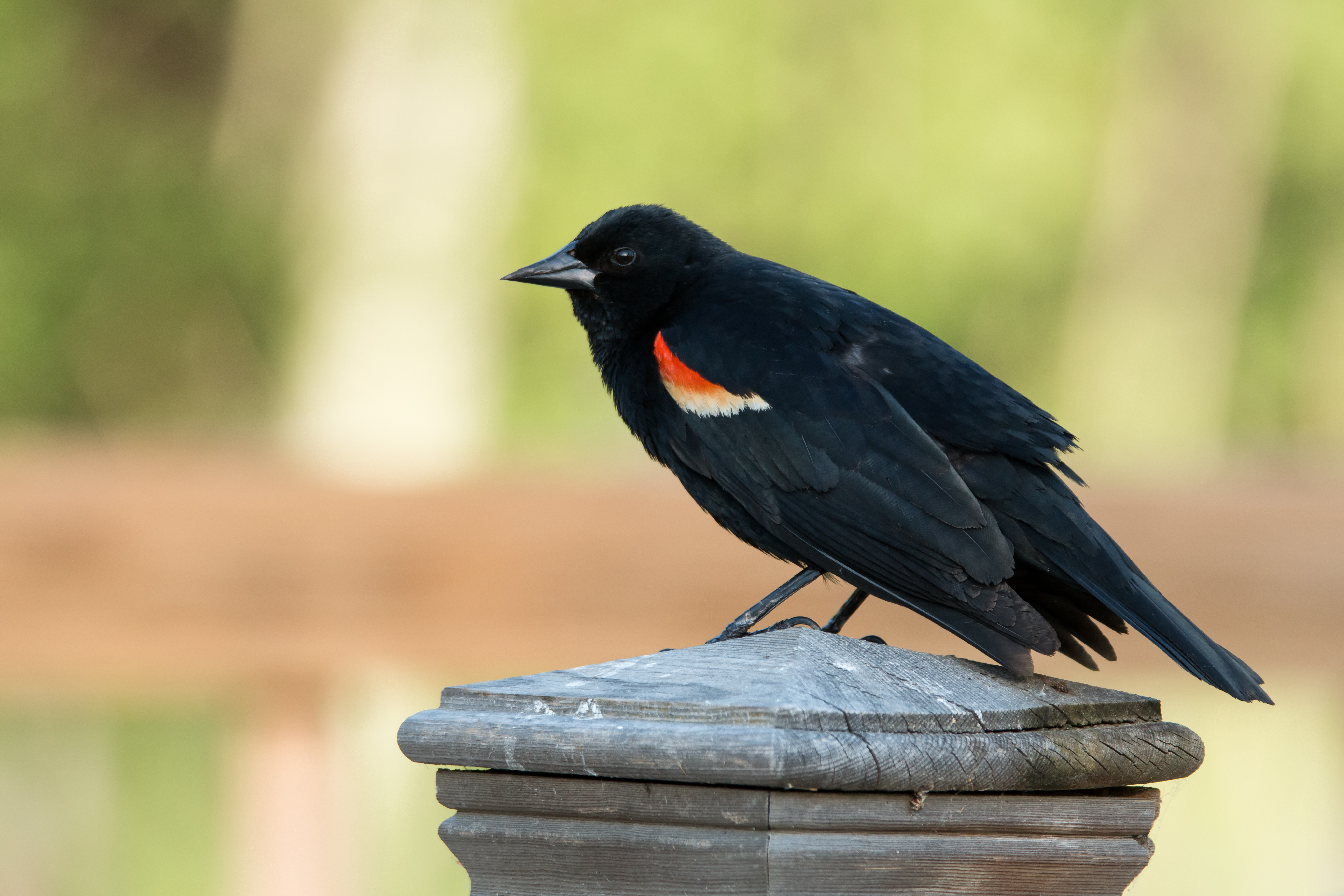 Red-winged Blackbird