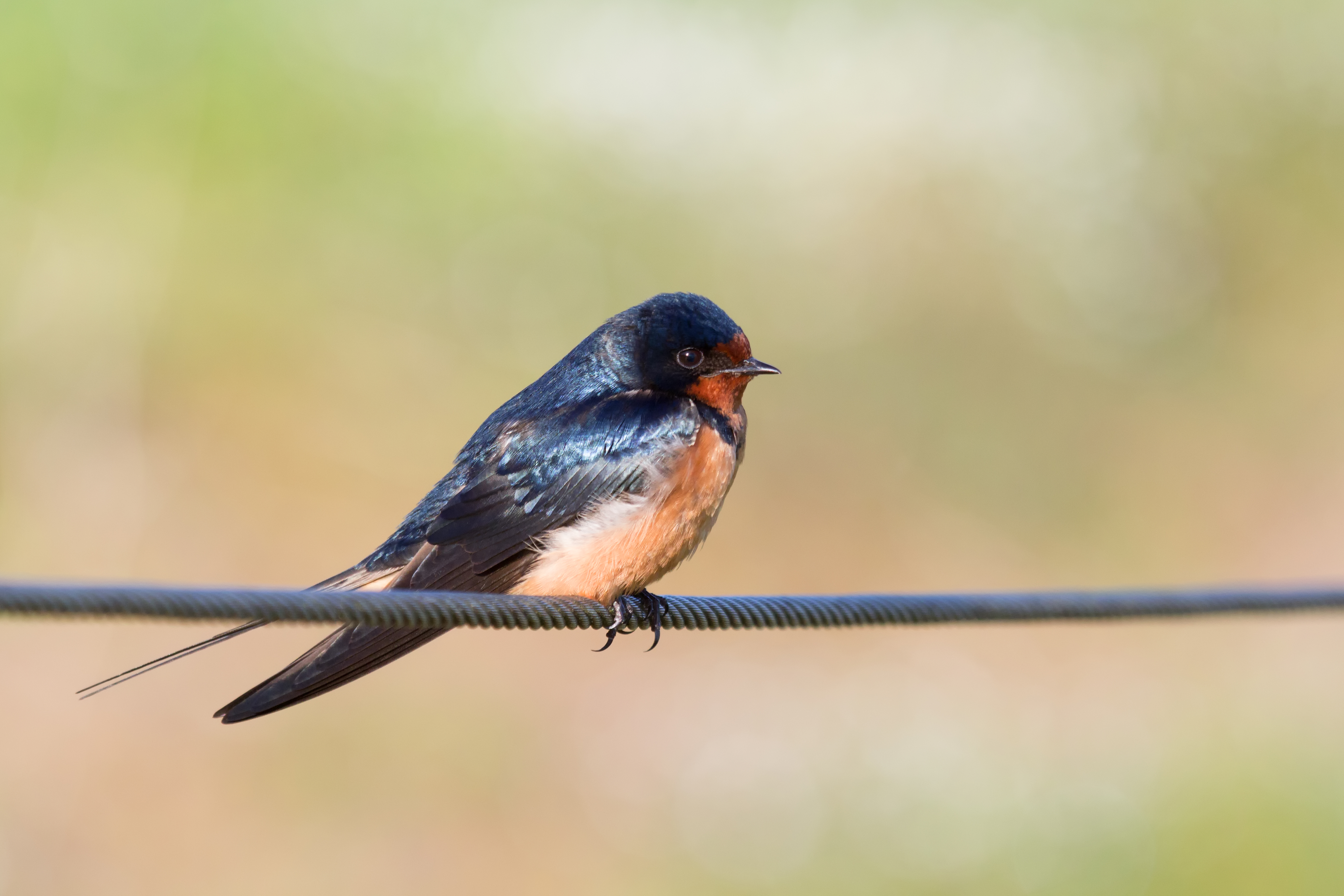 Barn Swallow