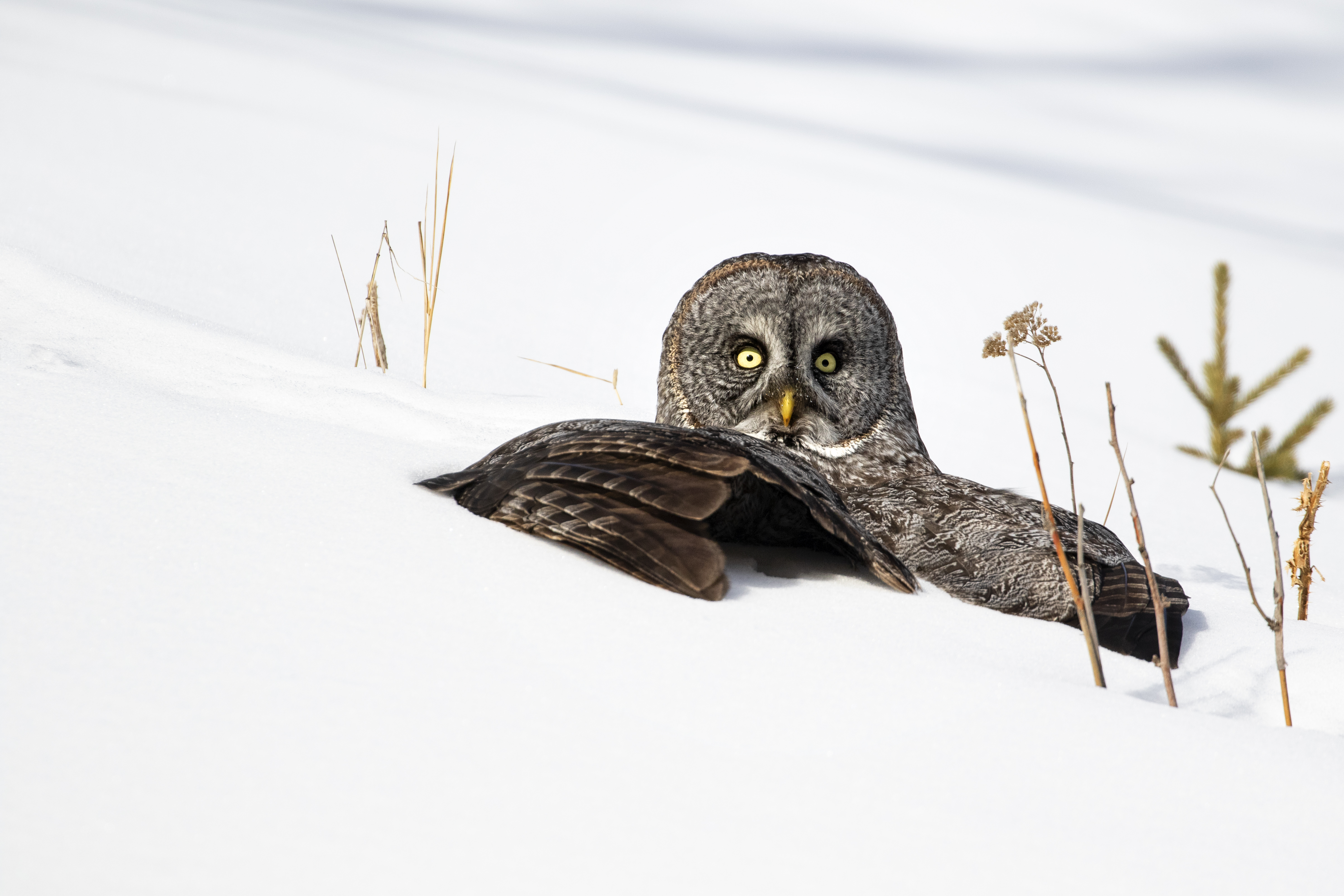 Great Grey Owl