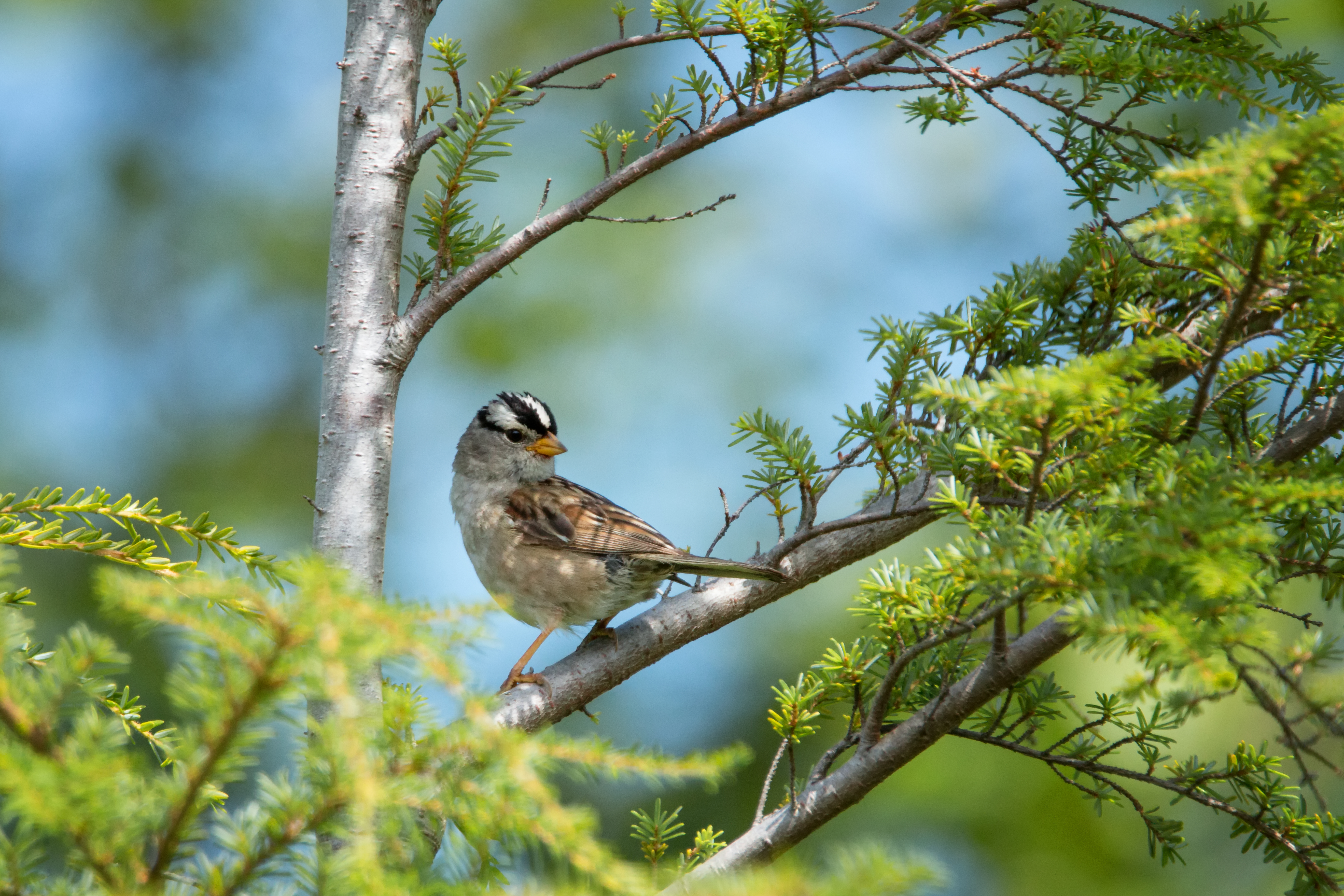 Crowned Sparrow