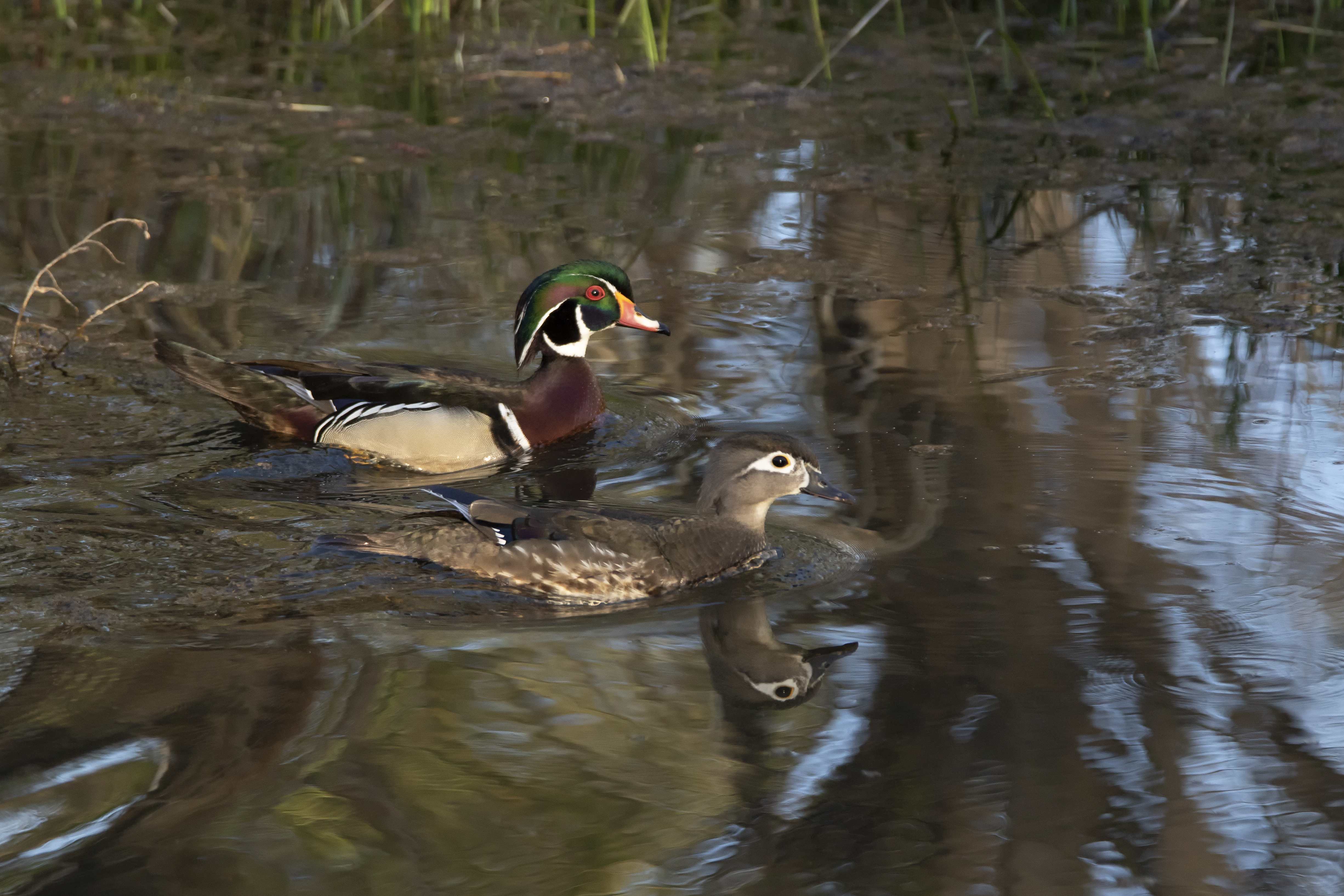 Wood Duck Pair