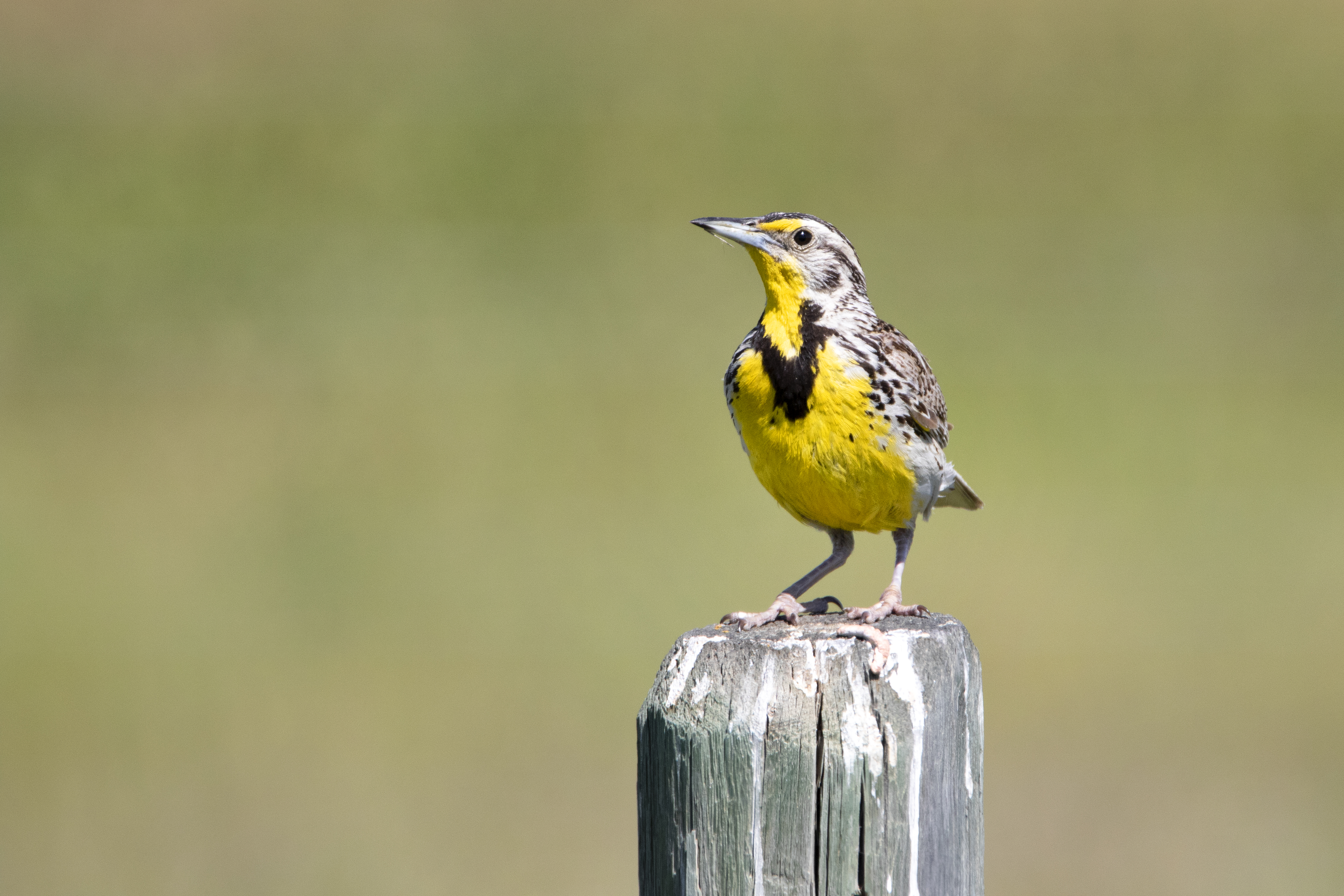 Meadowlark 1
