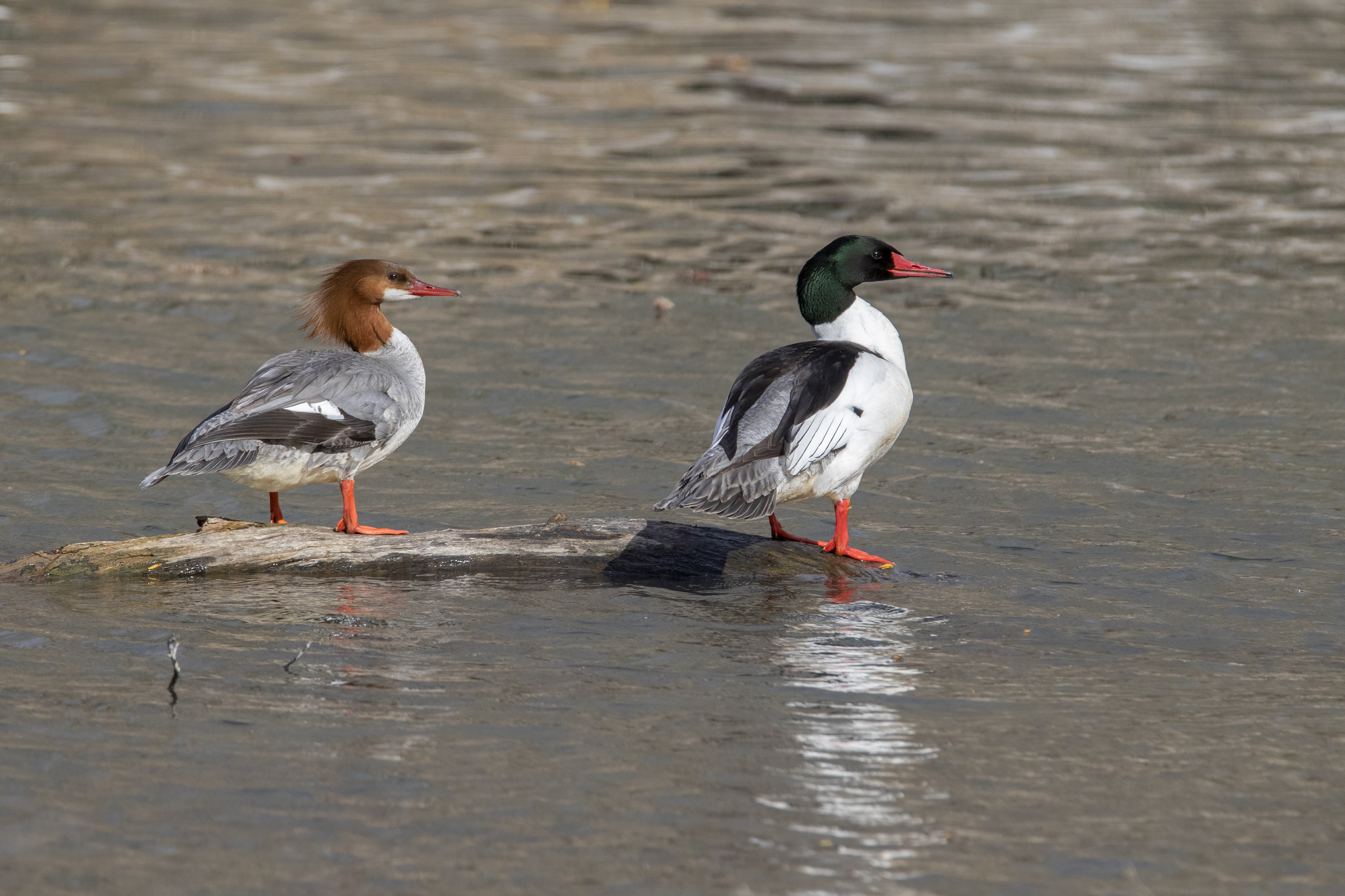 Merganser Couple