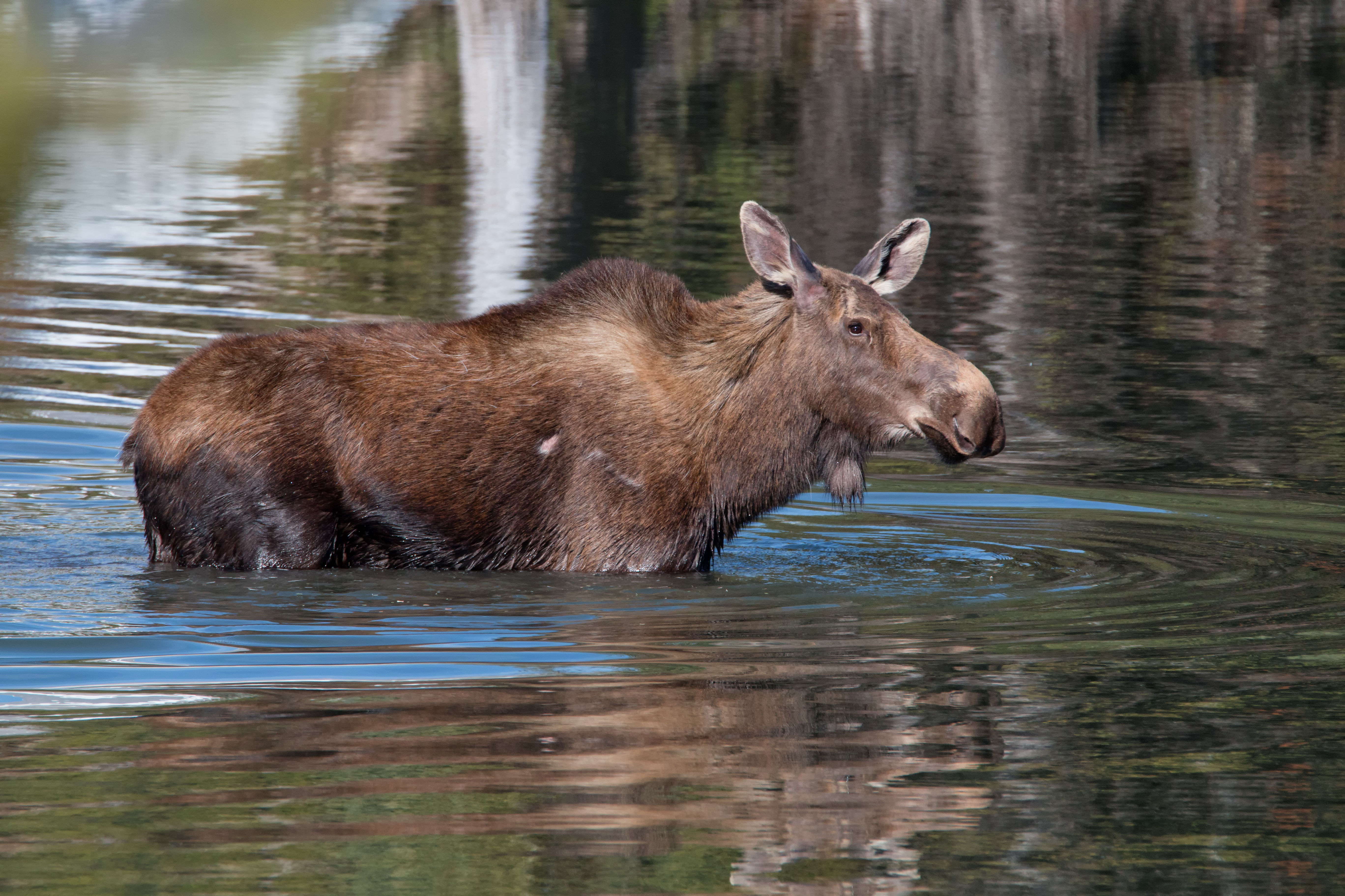 Swimming Moose