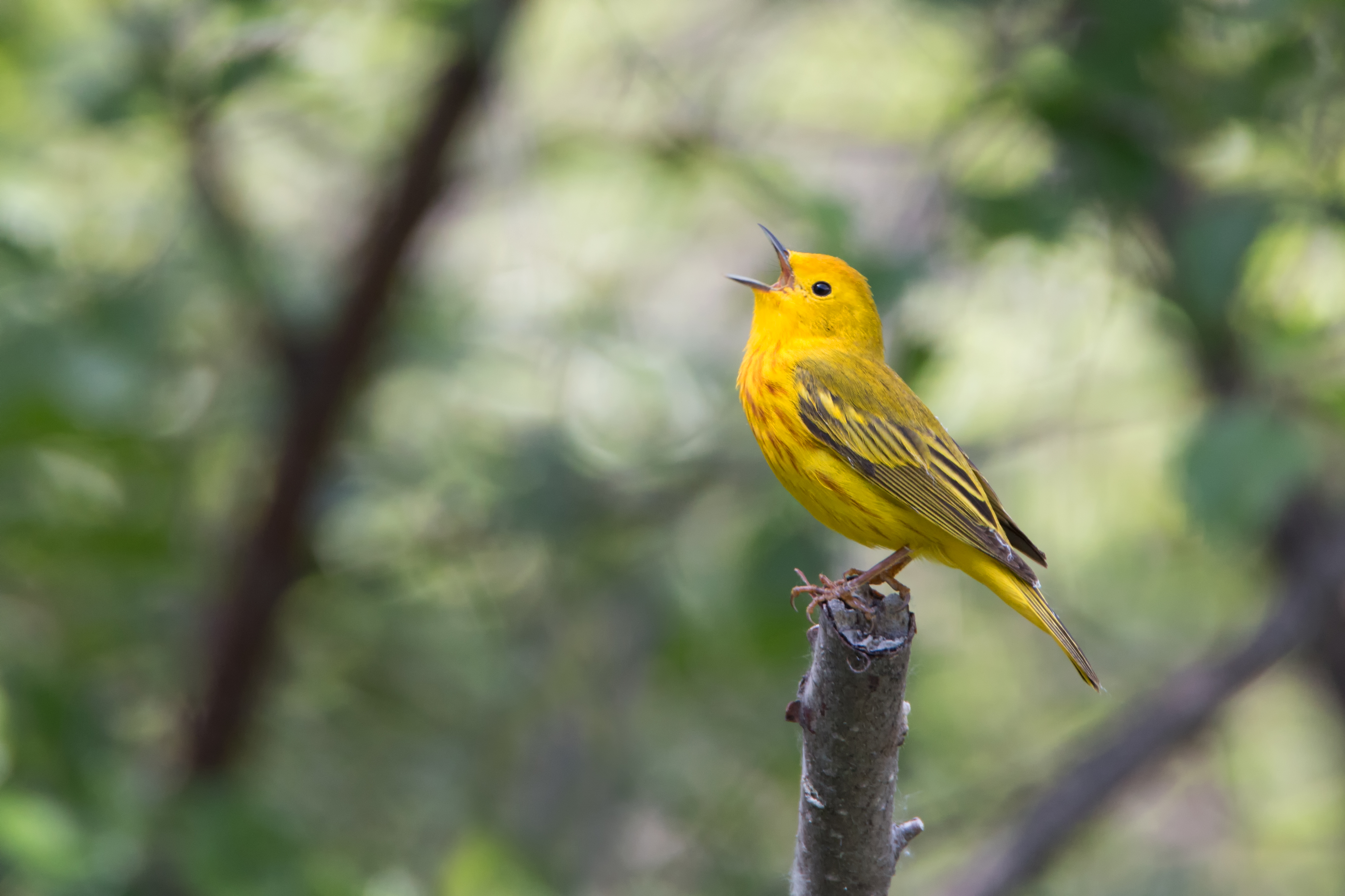 Yellow Warbler in song